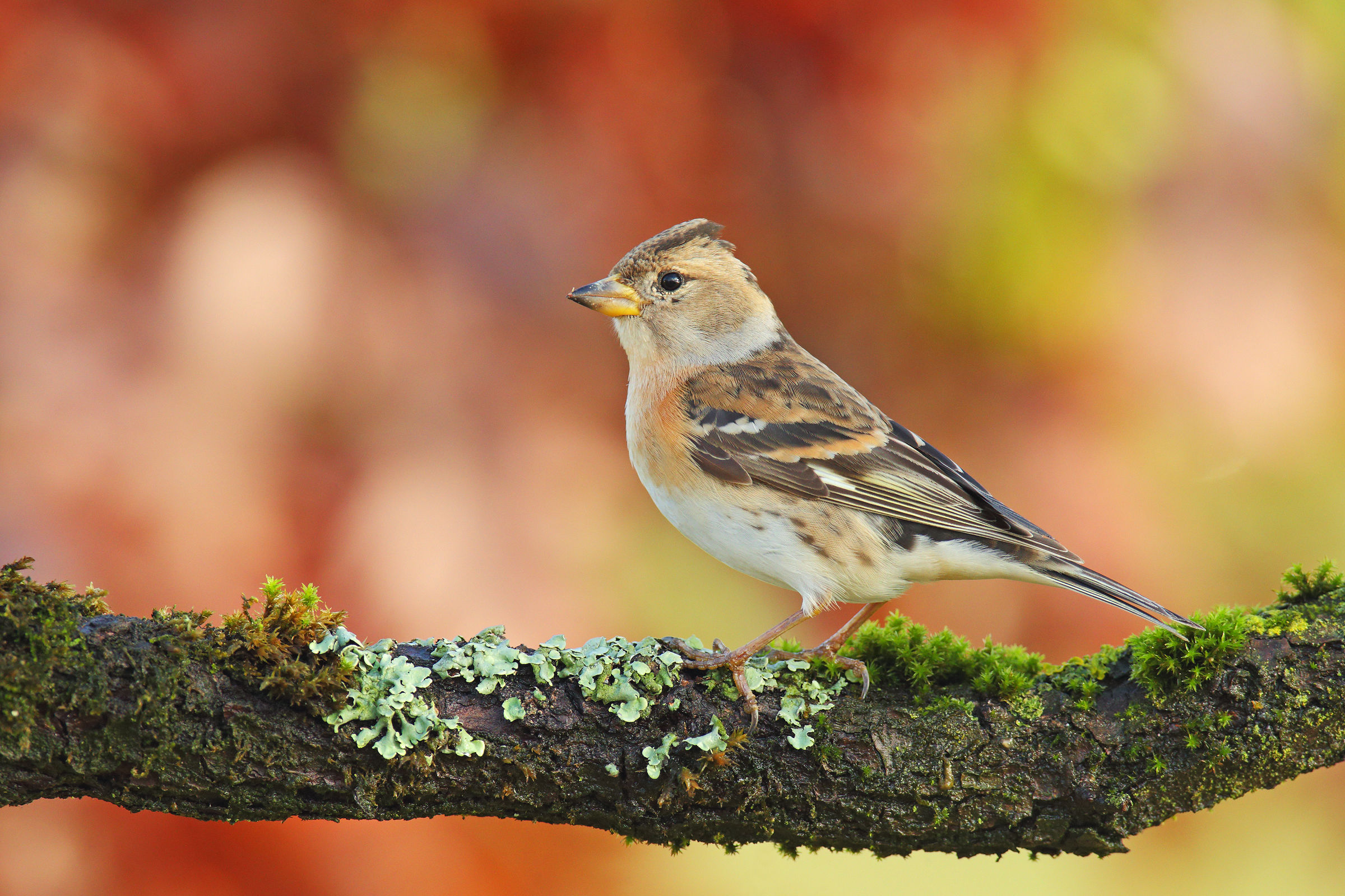 Brambling