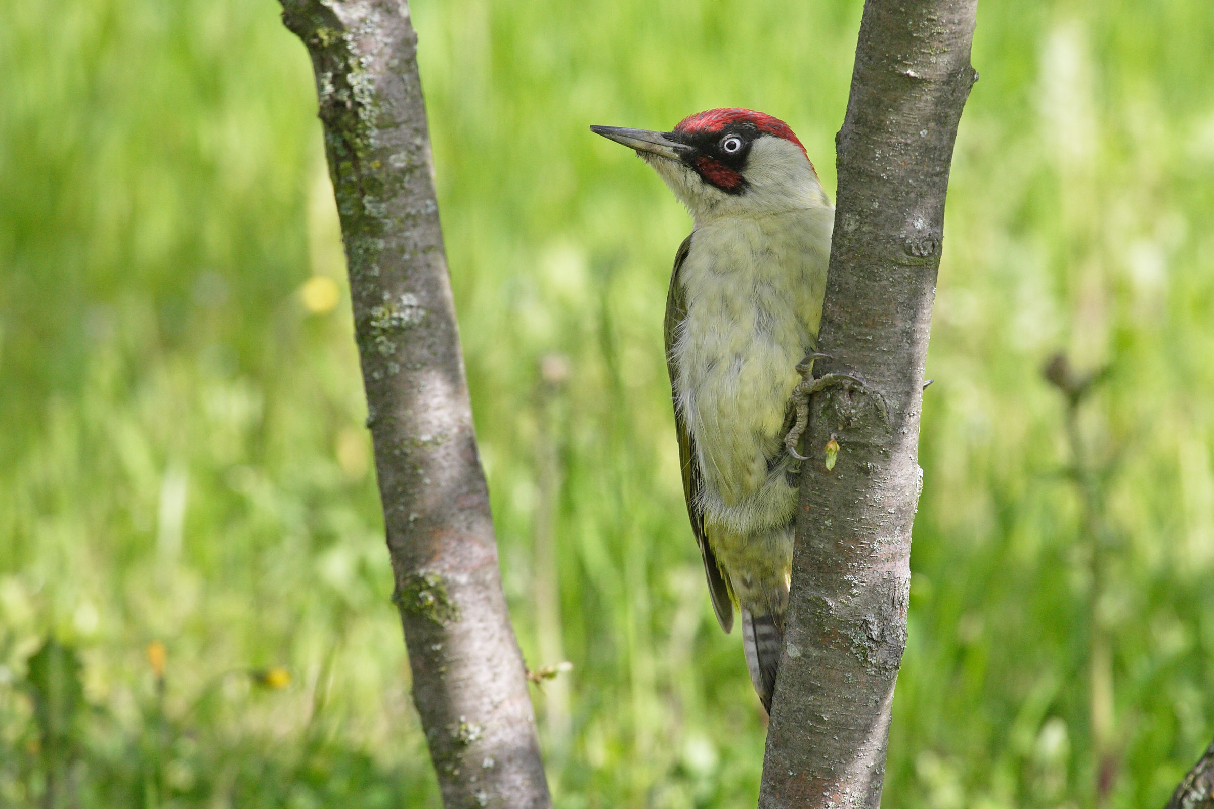 Green Woodpecker