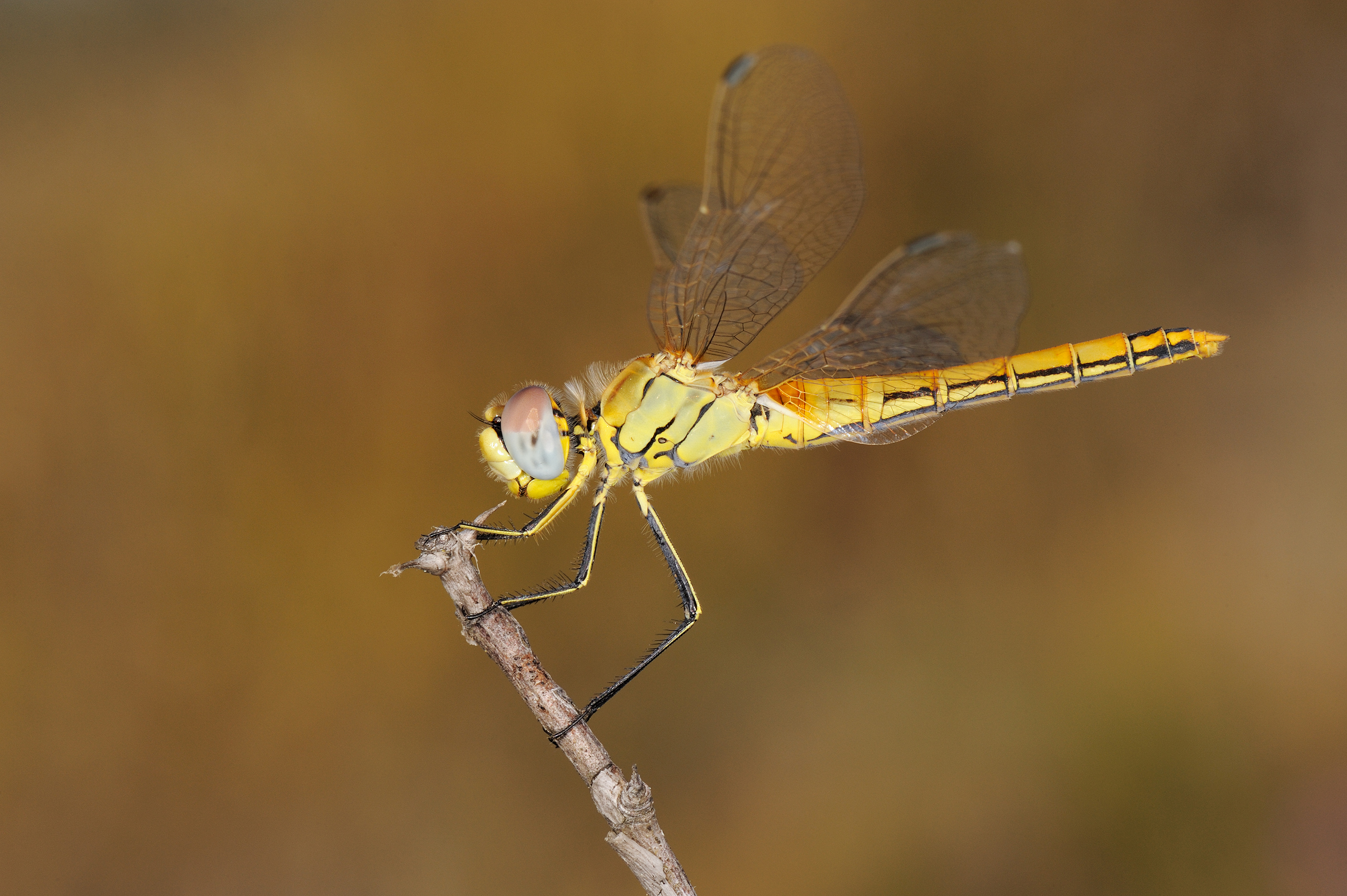 Sympetrum fonscolombii