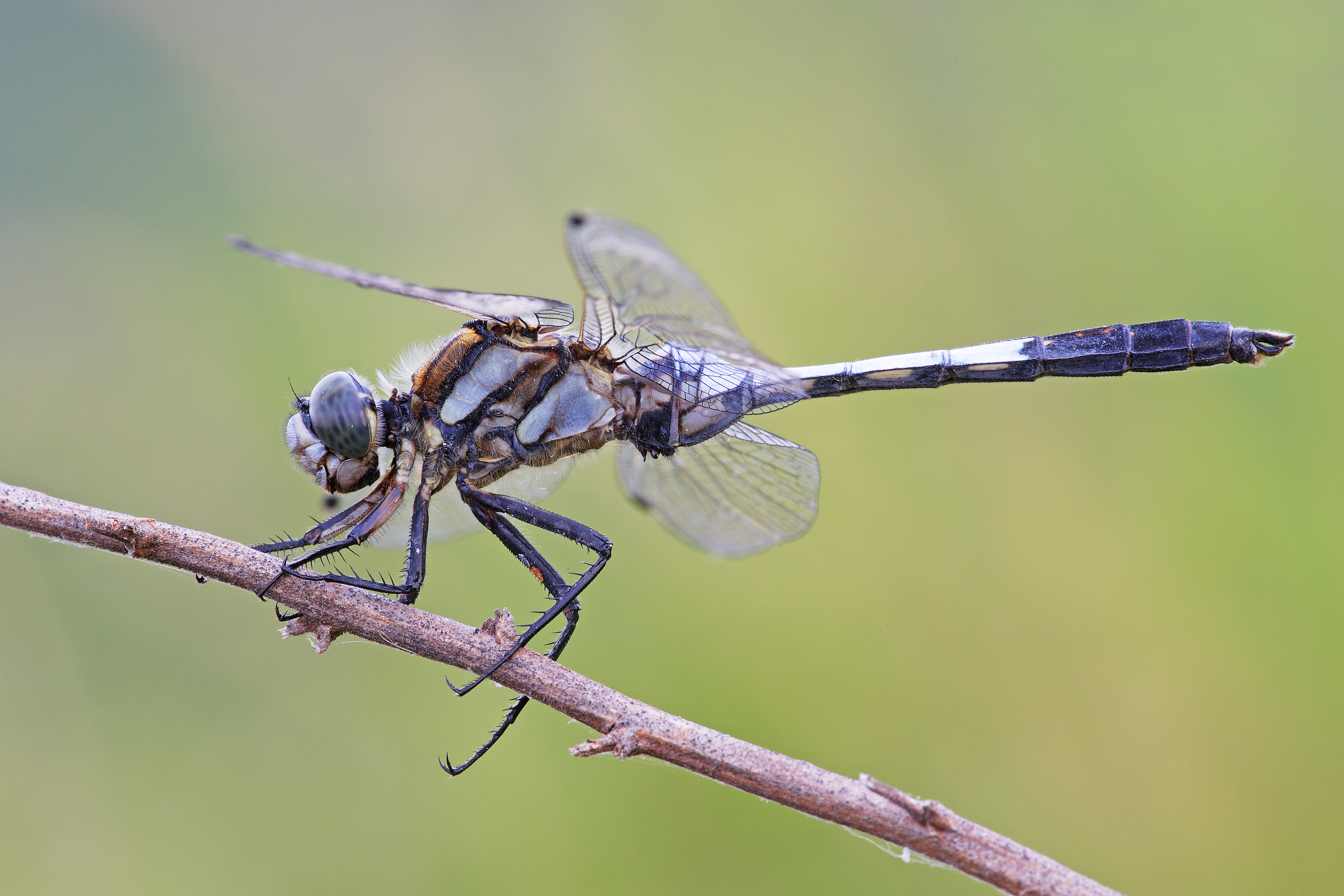 Orthetrum albistylum