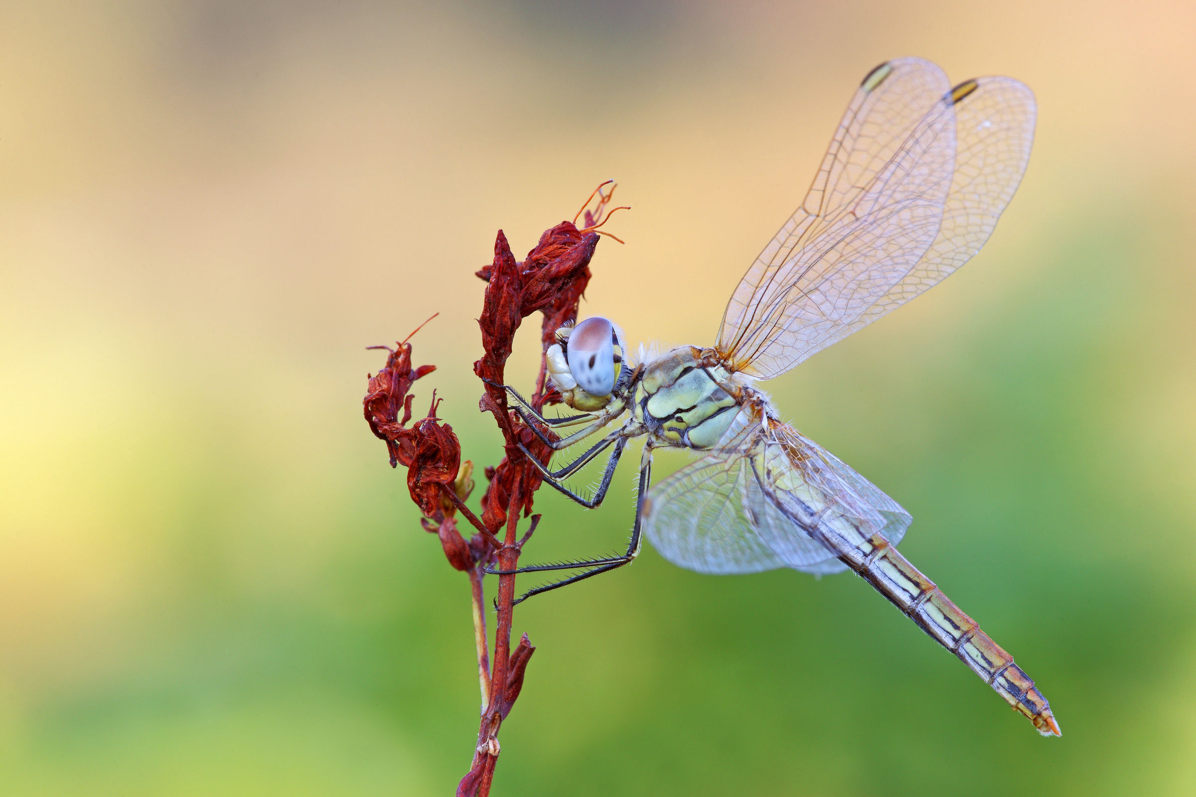 Sympetrum fonscolombii