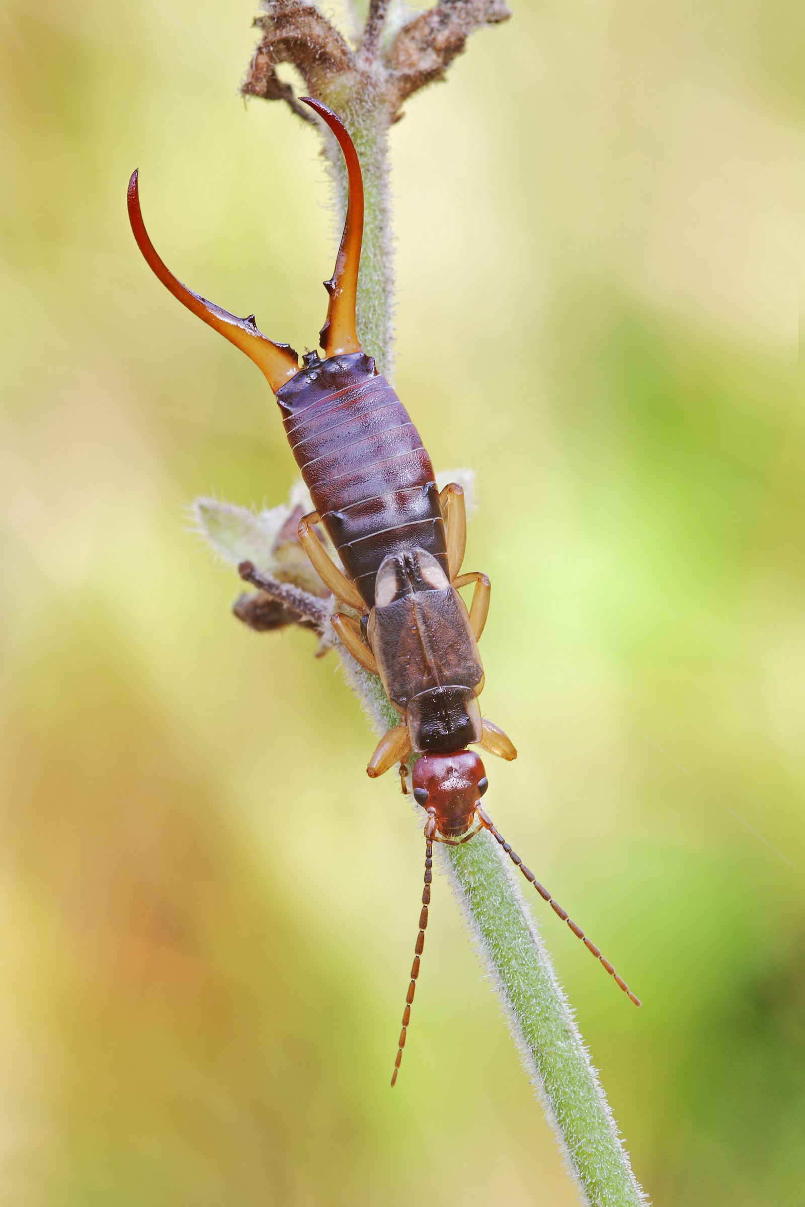 Forficula auricolaria