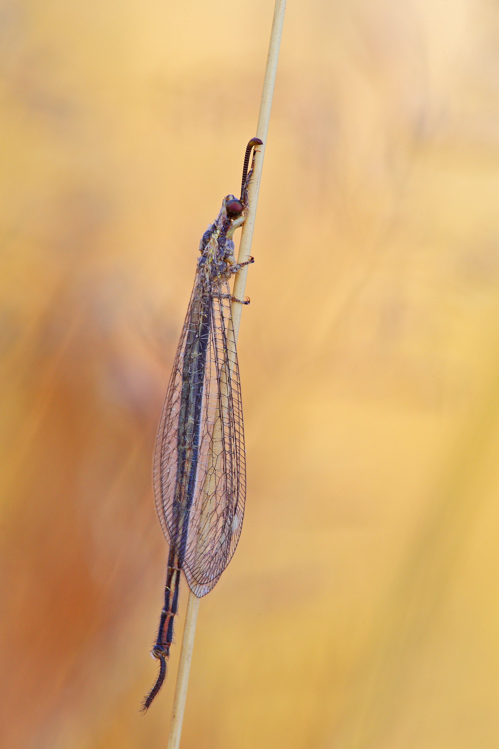 Macronemurus appendicolatus