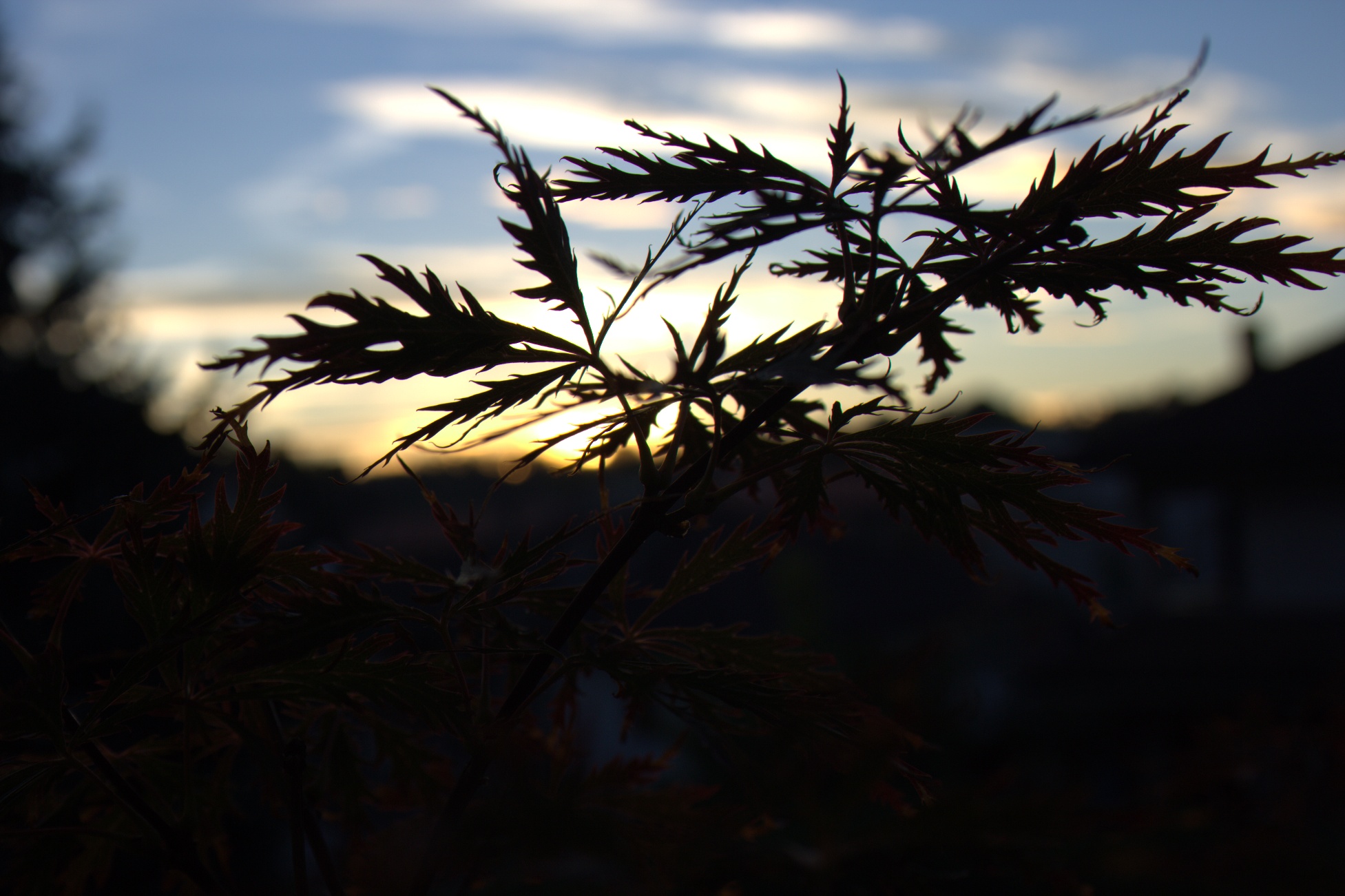 Maple leaves in sunlight against