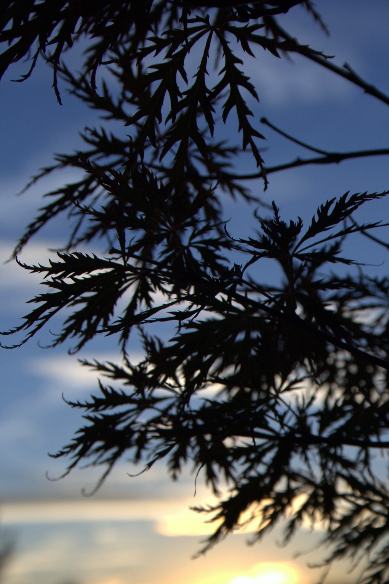 Maple Leaves against the light