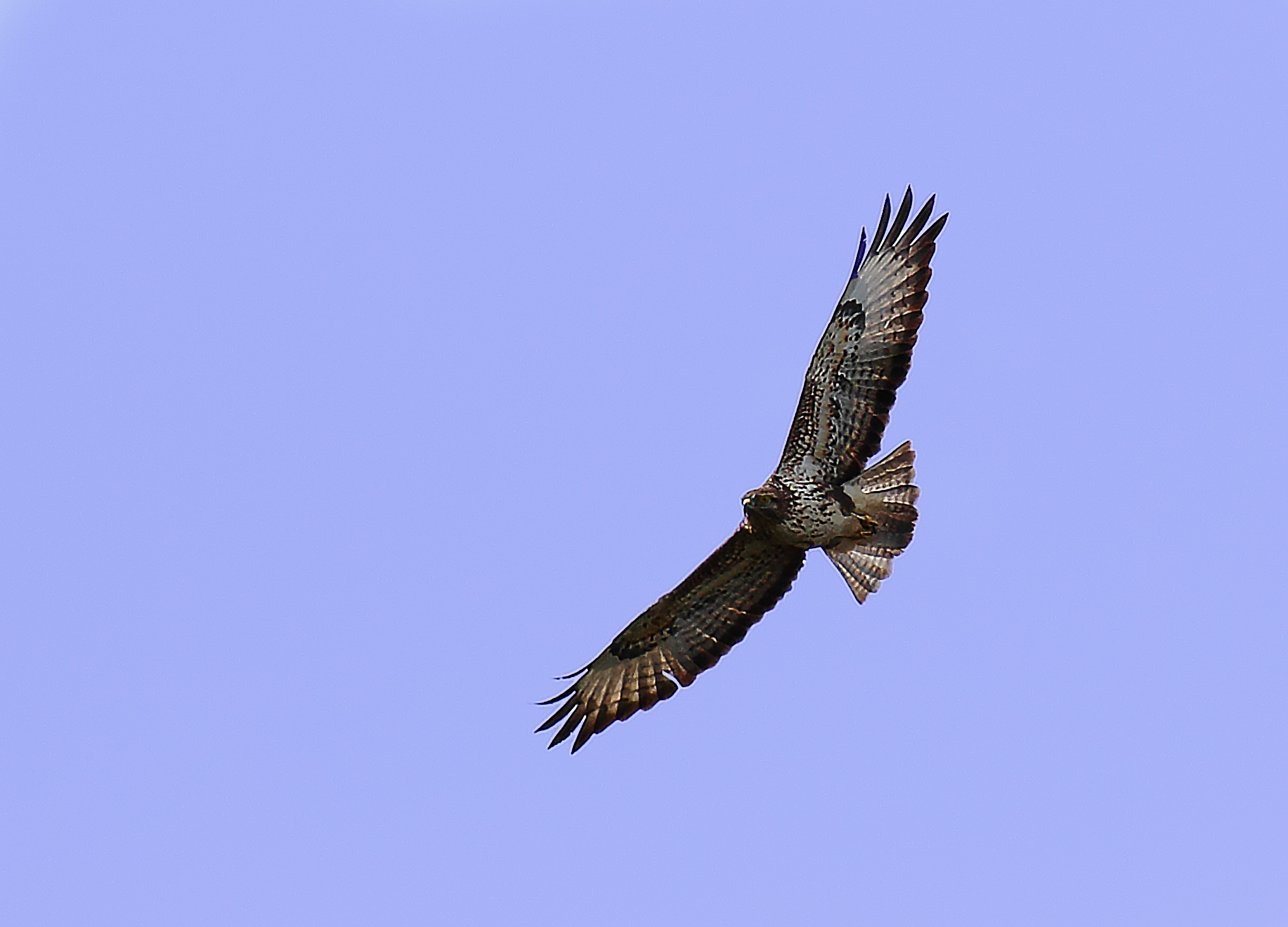 Buzzard