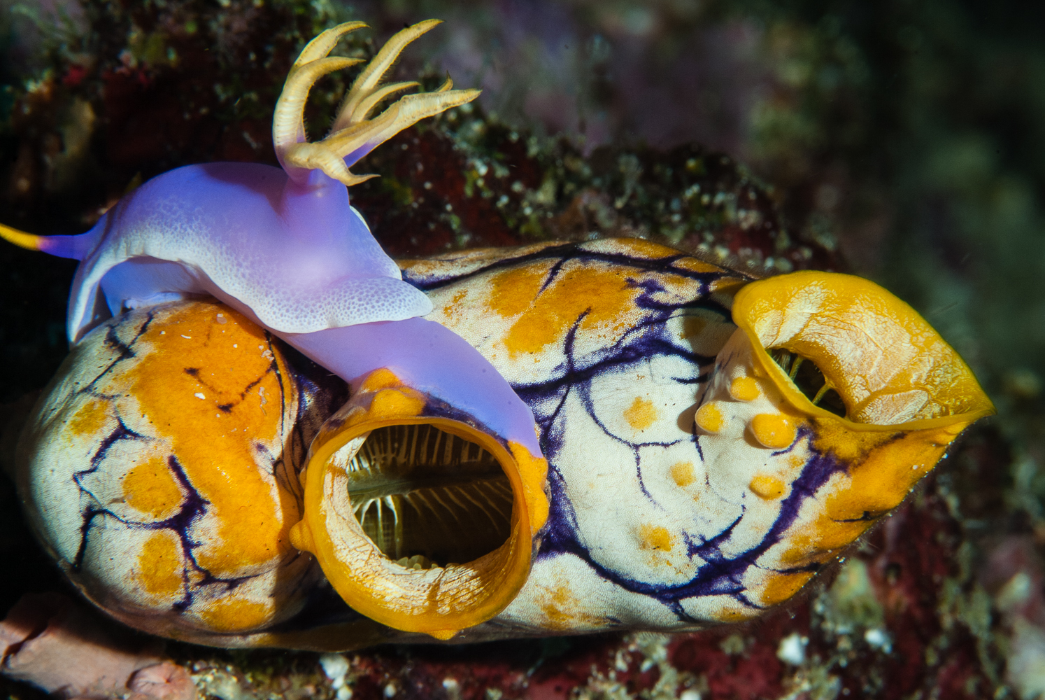 hipselodoris apolegma