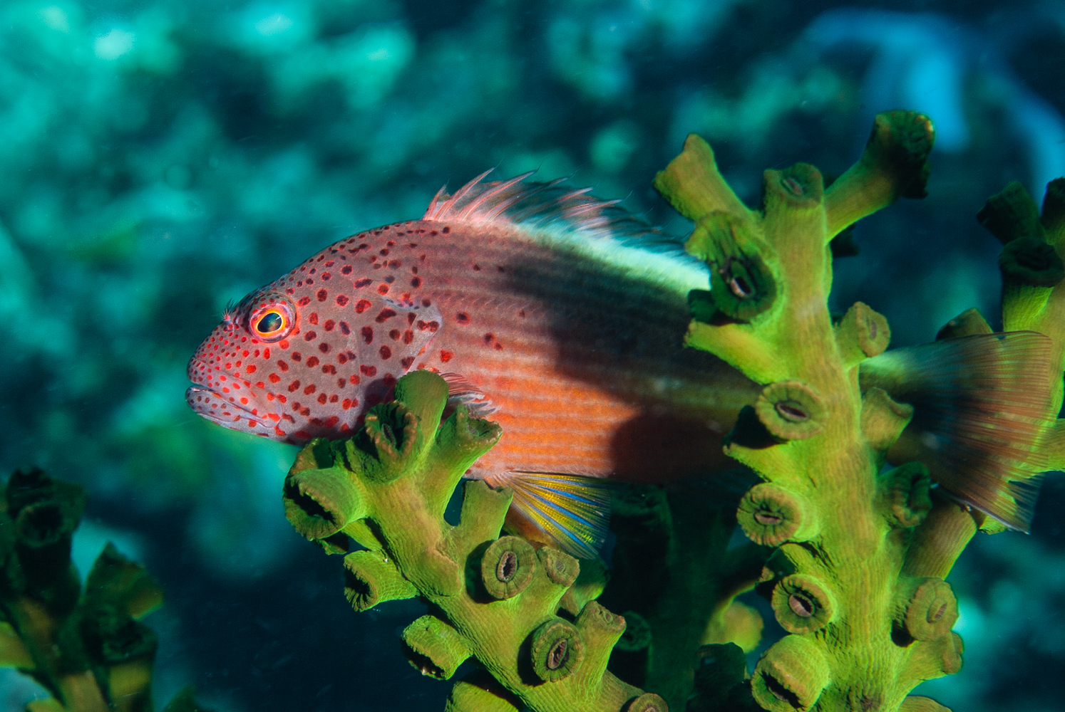 paracchirites forsteri