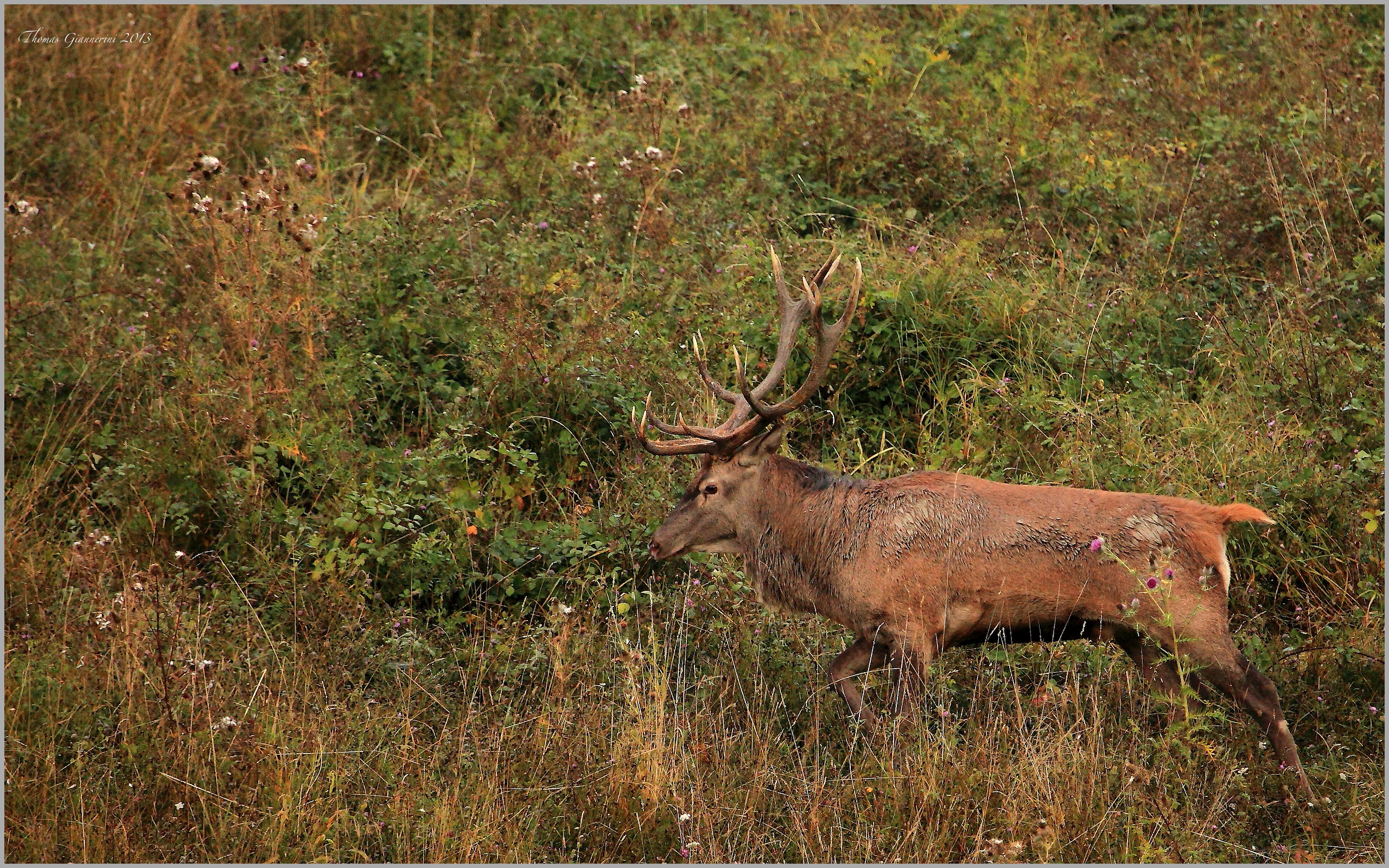 Deer Casentino forests