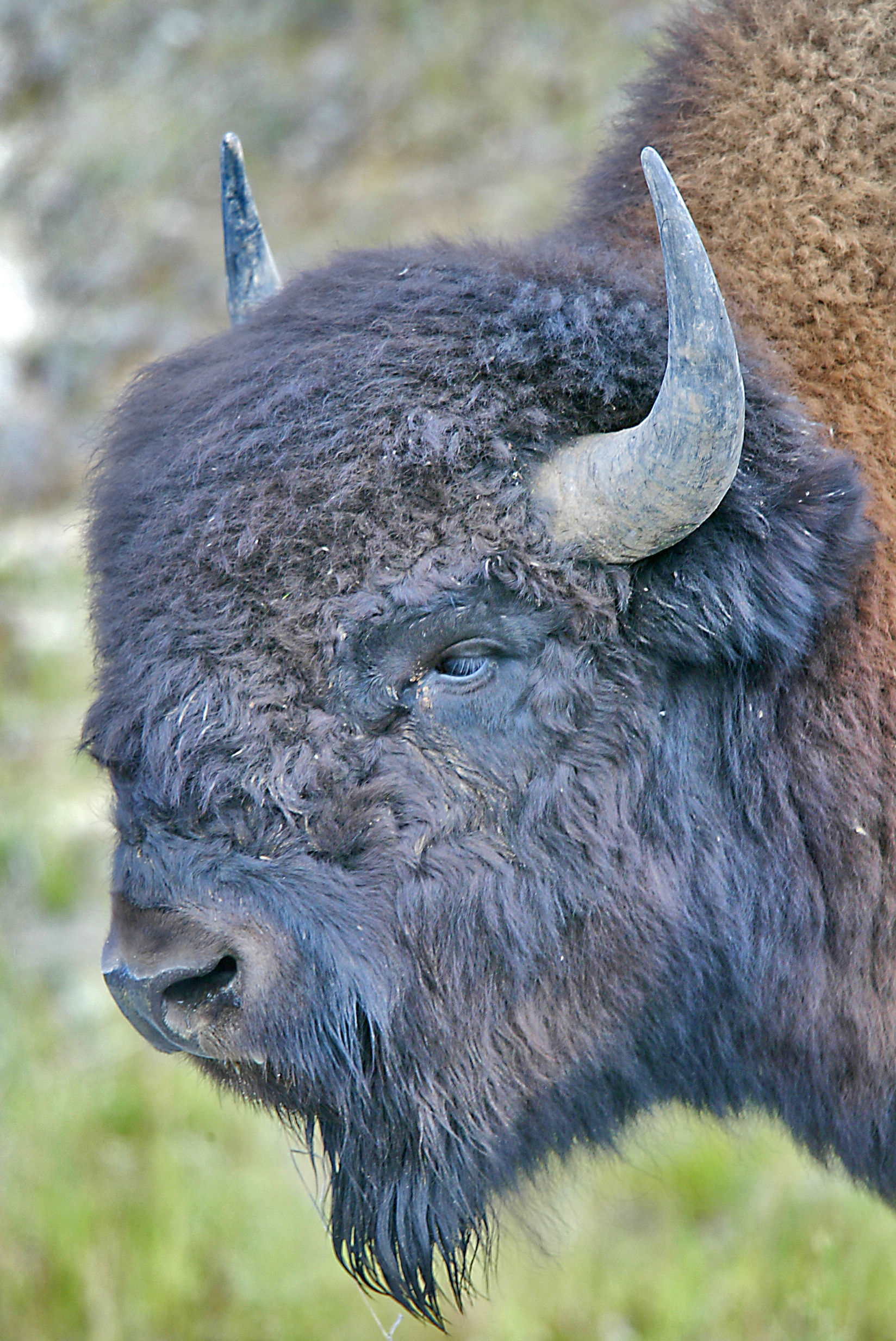 American Bison - Alberta