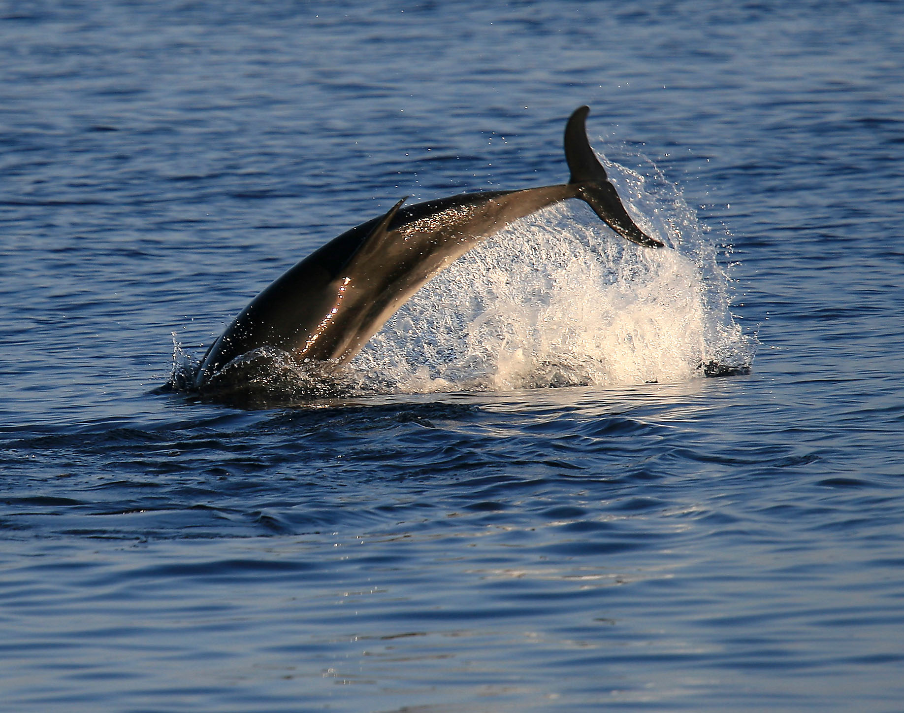 Dolphin playing - Ventotene