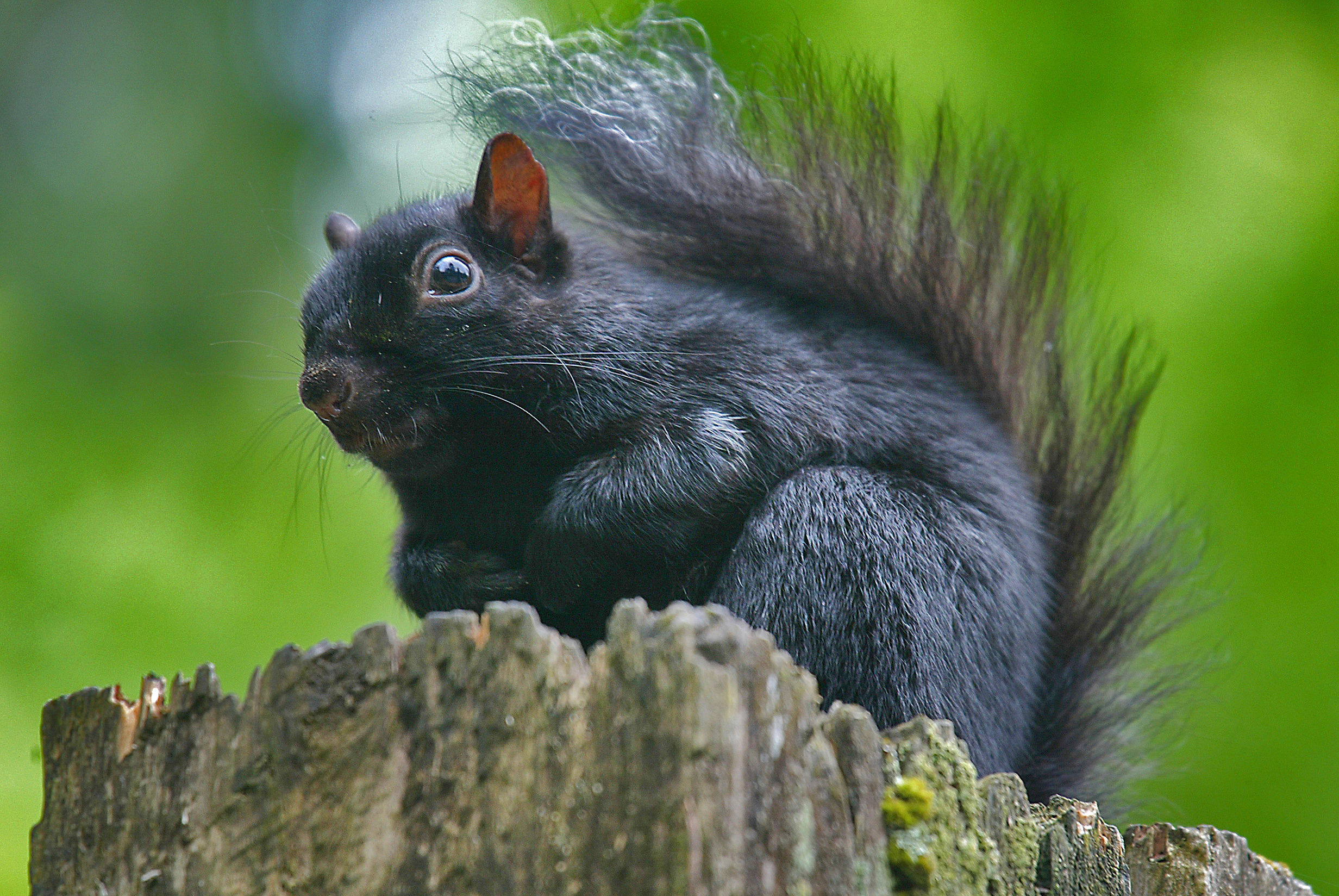 Black squirrel - Vancouver Stanley Park