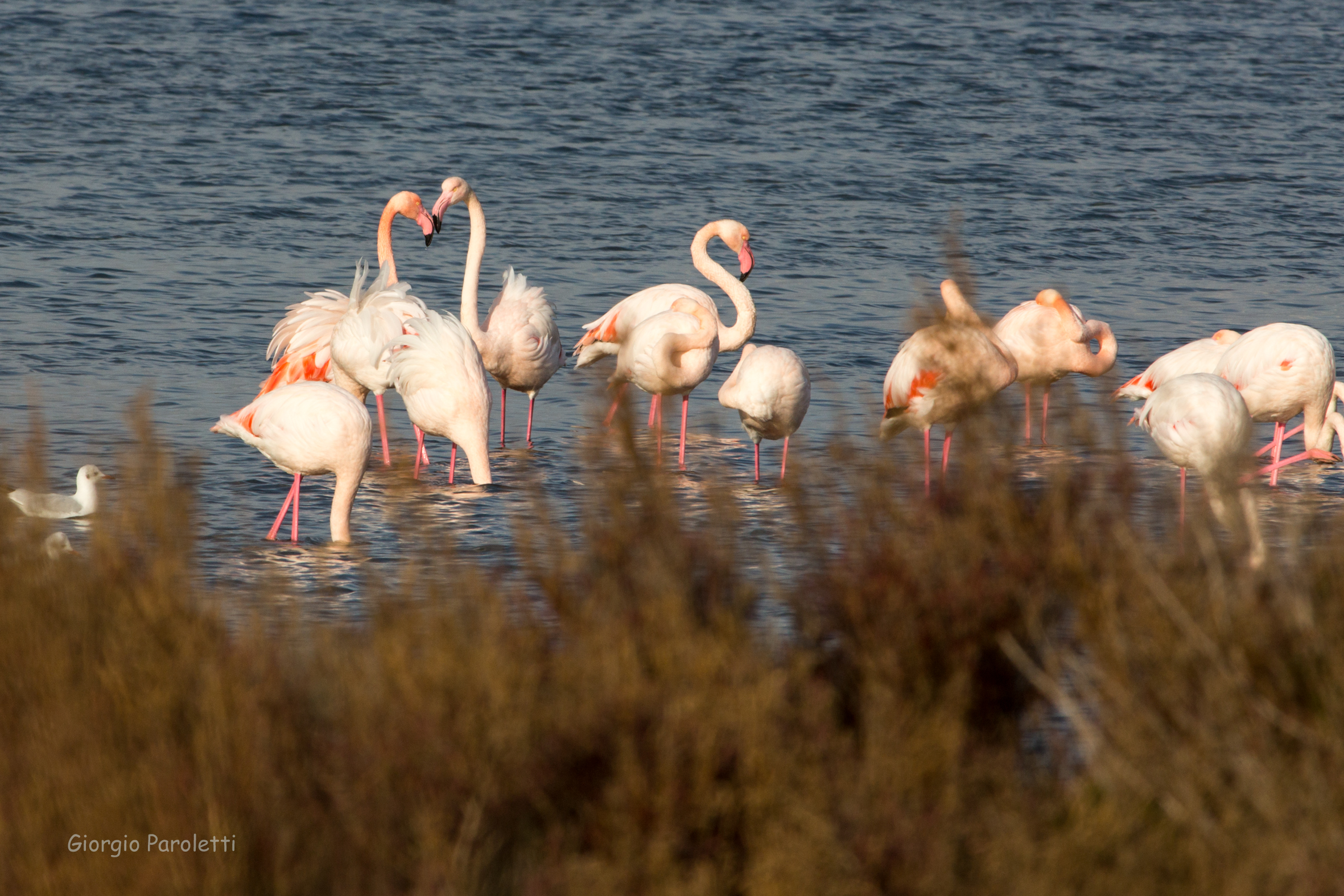Fenicotteri