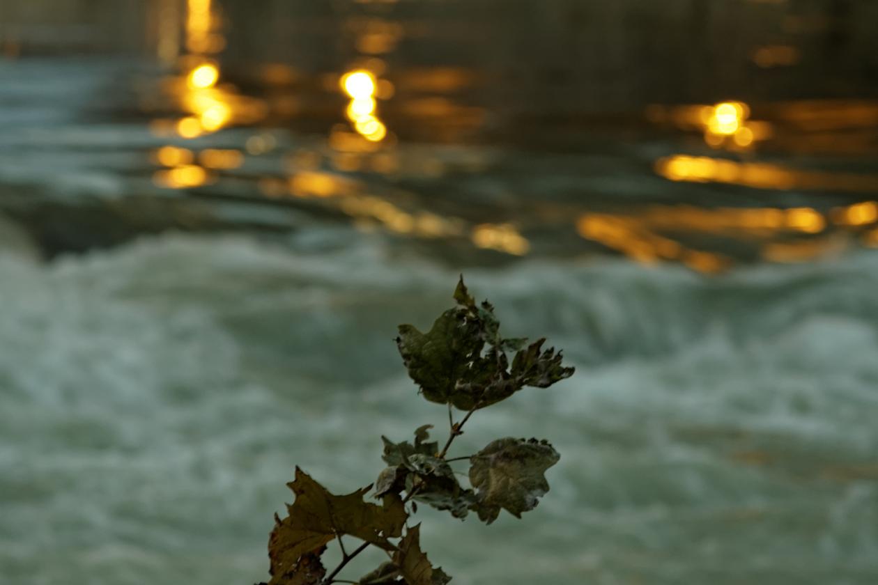 L'isola Tiberina, Carl Zeiss Sonnar 135mm f/4