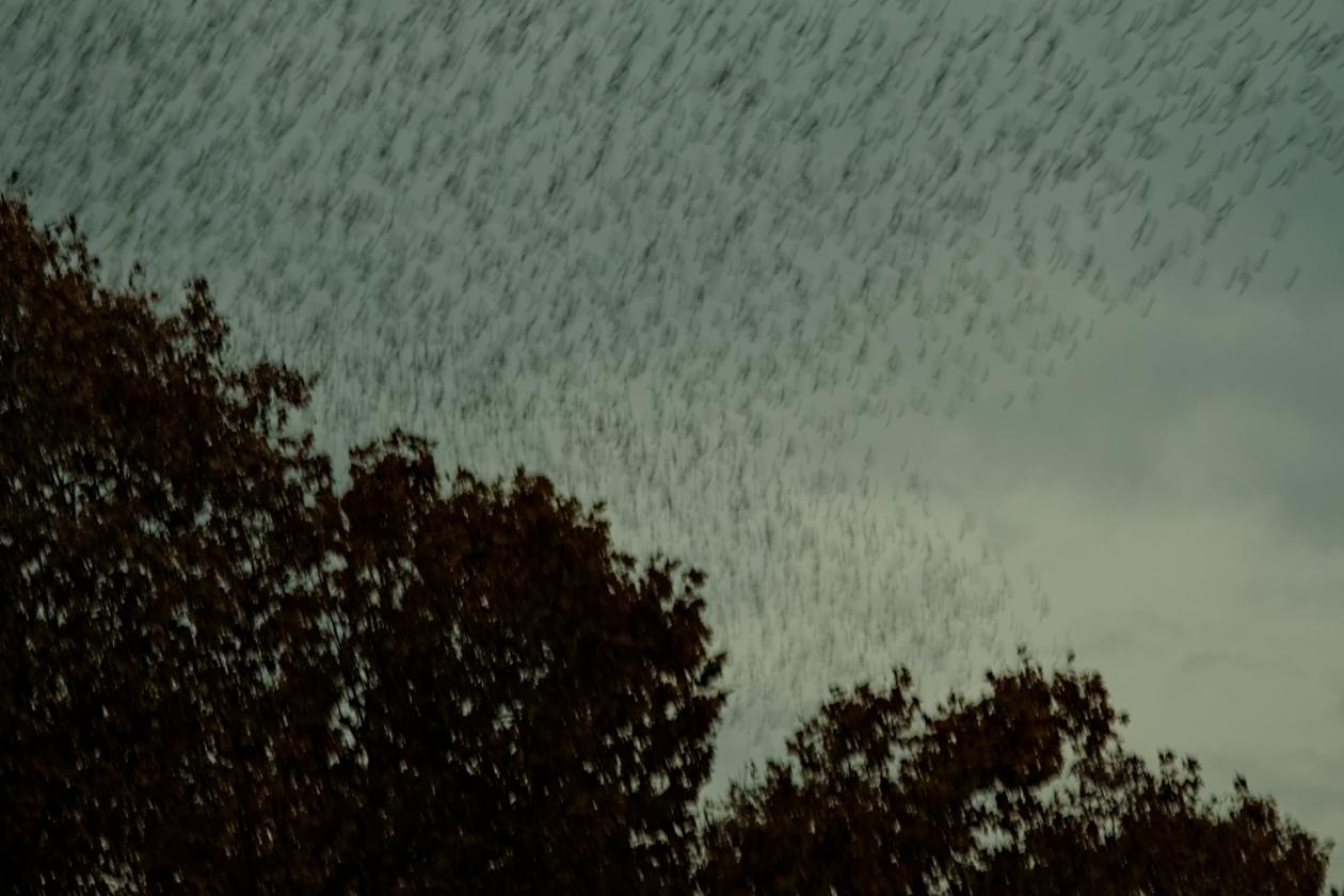 L'isola Tiberina, Carl Zeiss Sonnar 135mm f/4