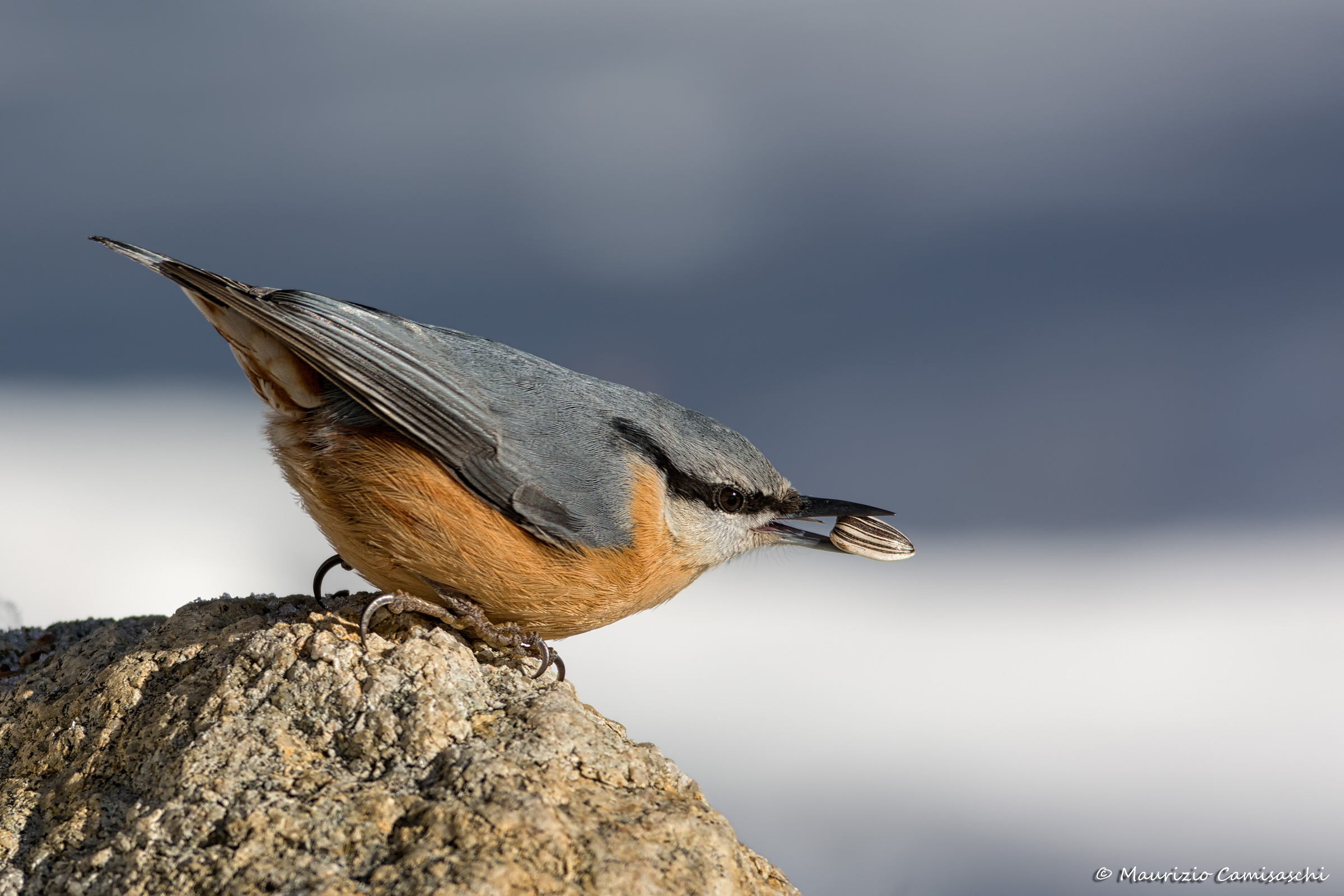 Nuthatch