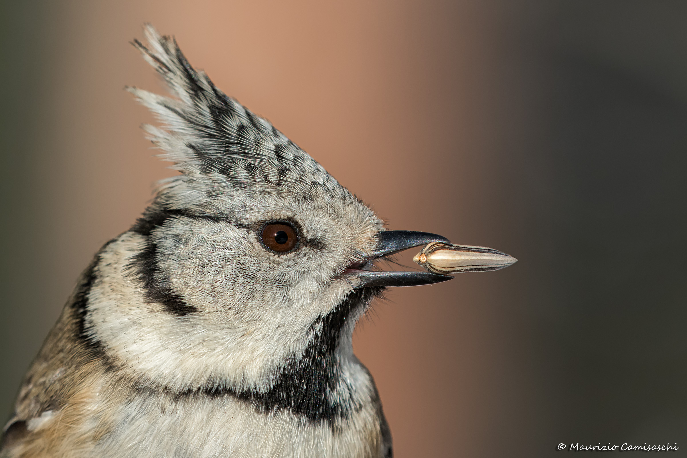 Profile crested tit