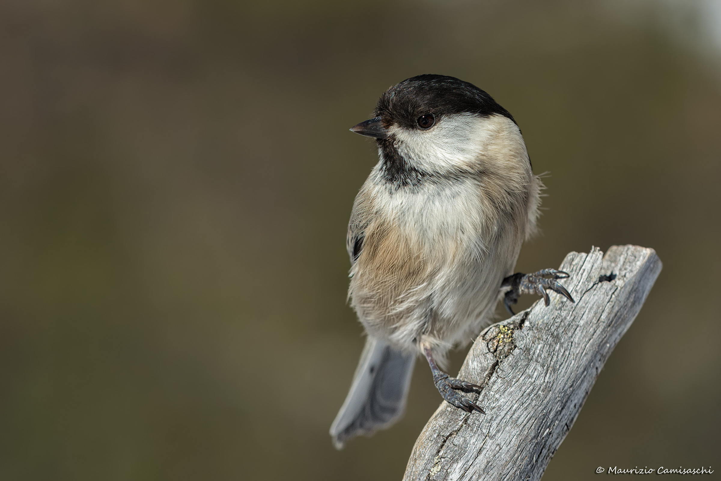 Willow Tit