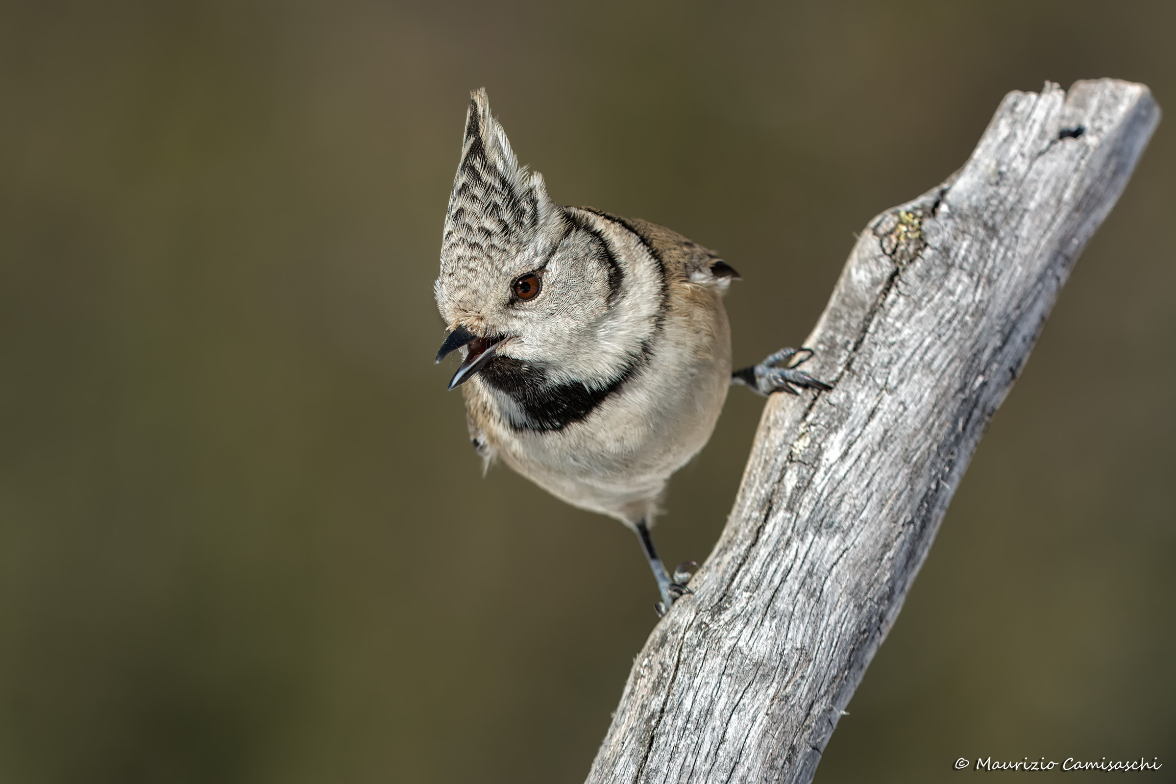 Crested Tit