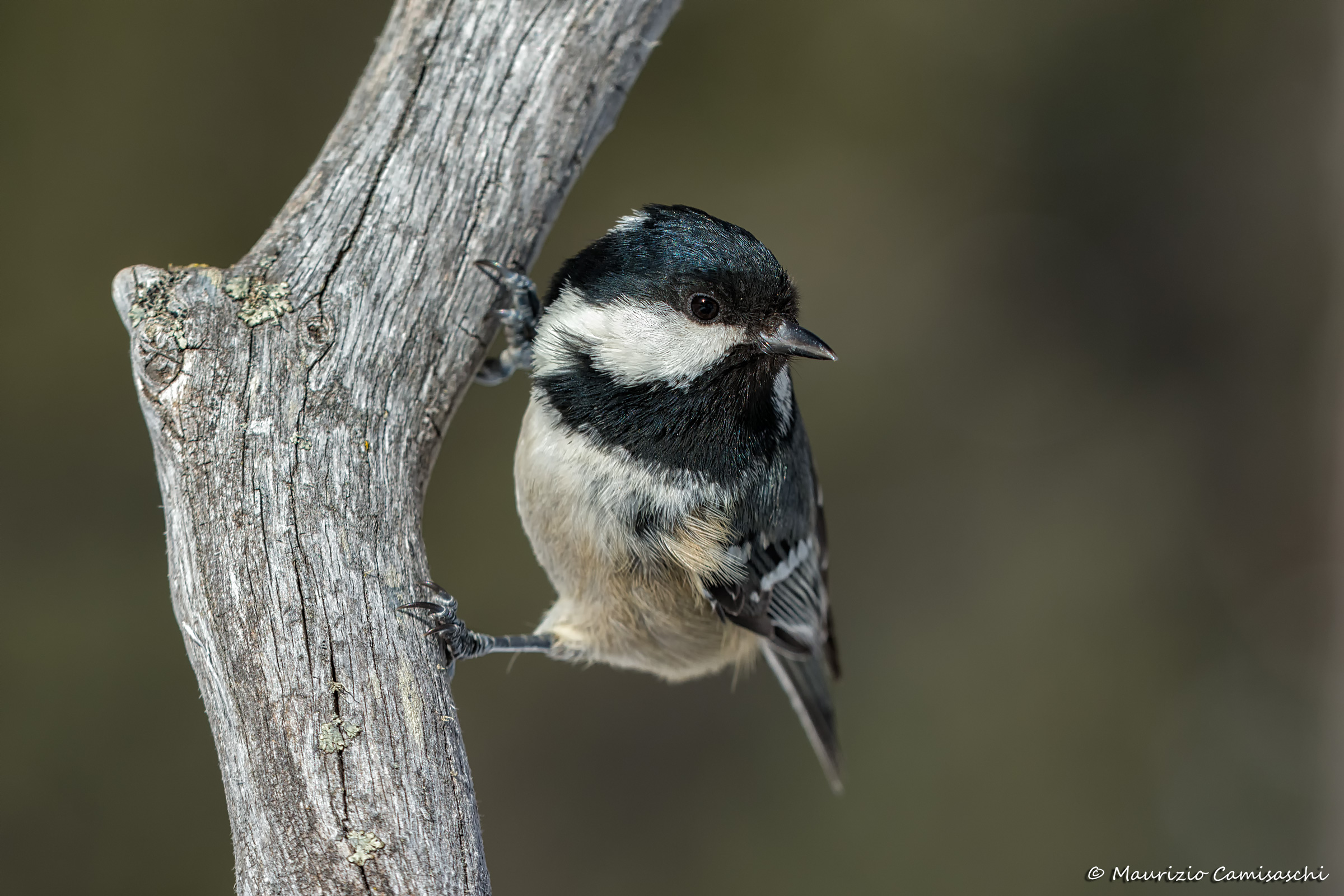 Coal Tit