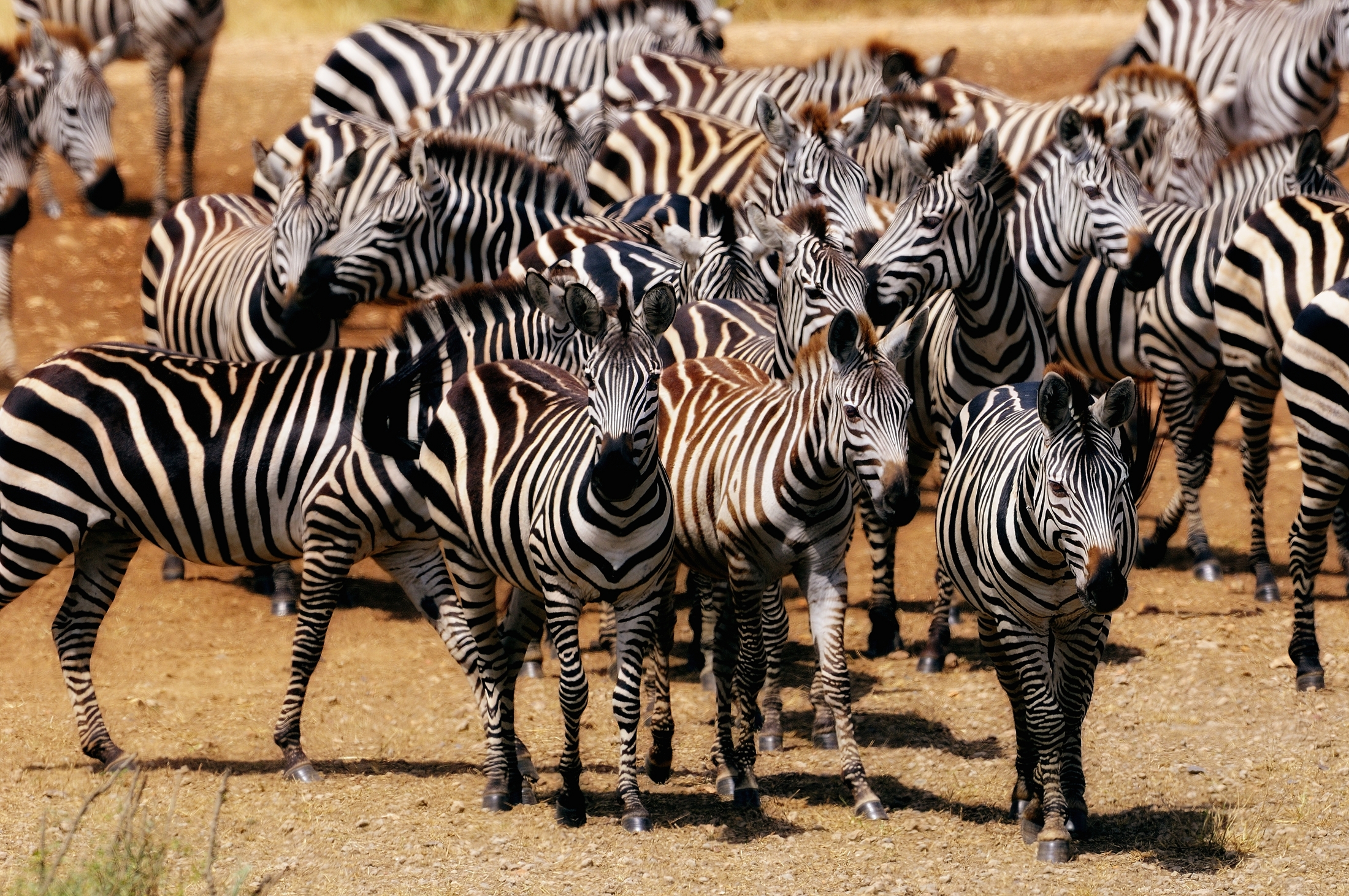 Tanzania 2011 - zebre
