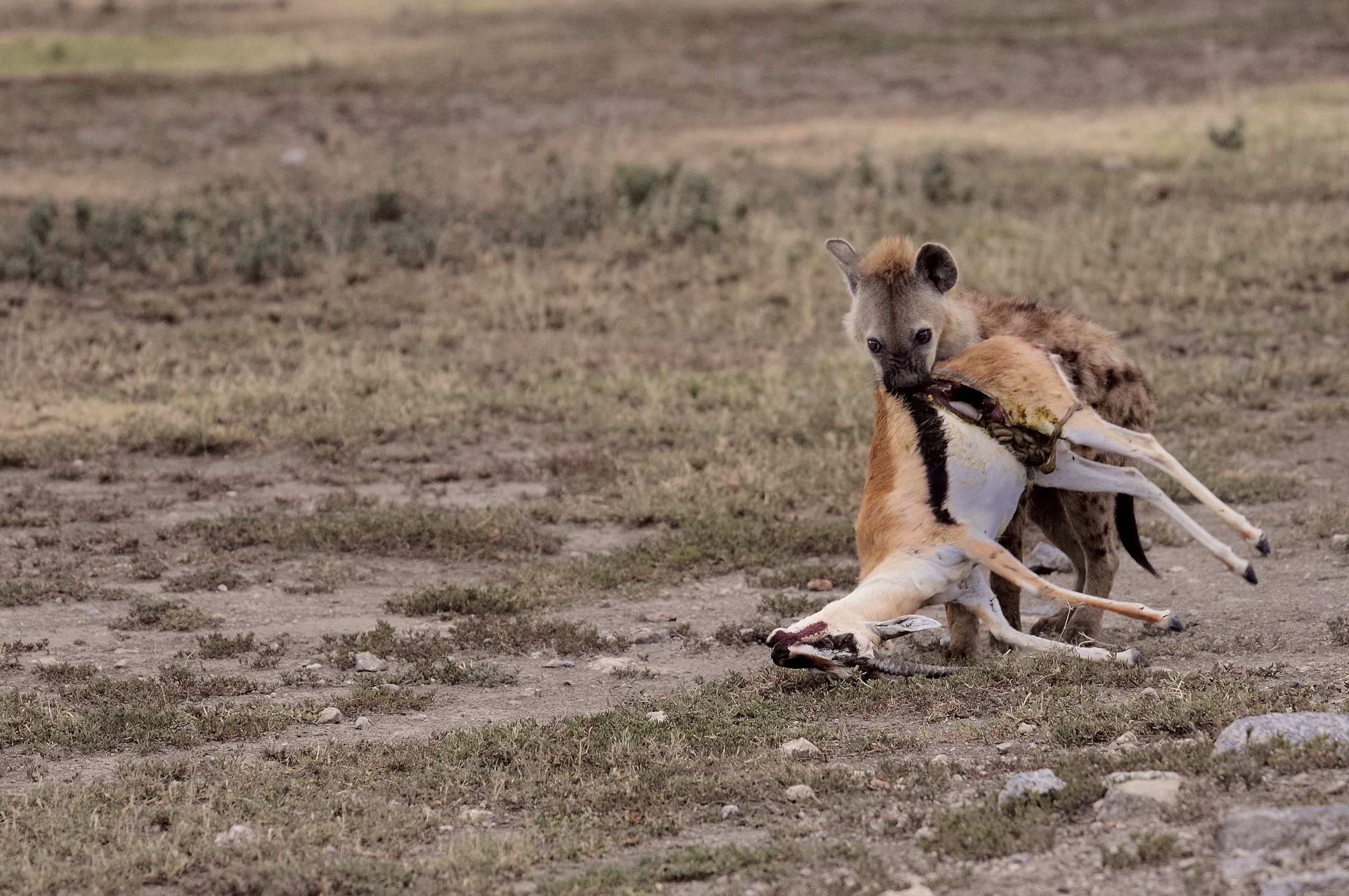 Tanzania 2011 - iena