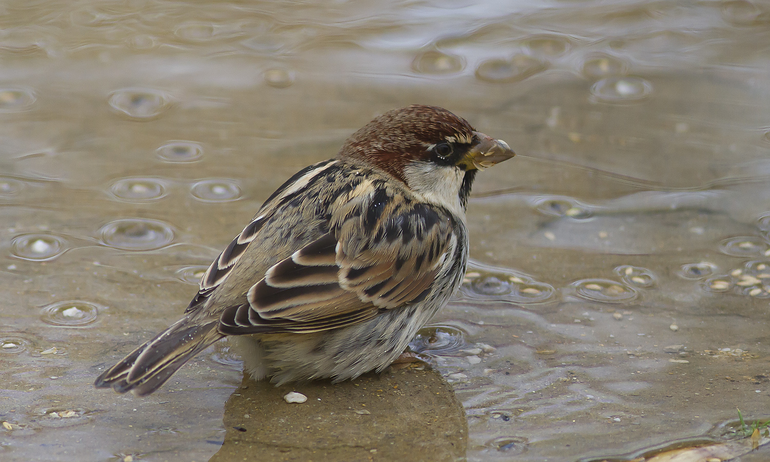 Passero nella pioggia