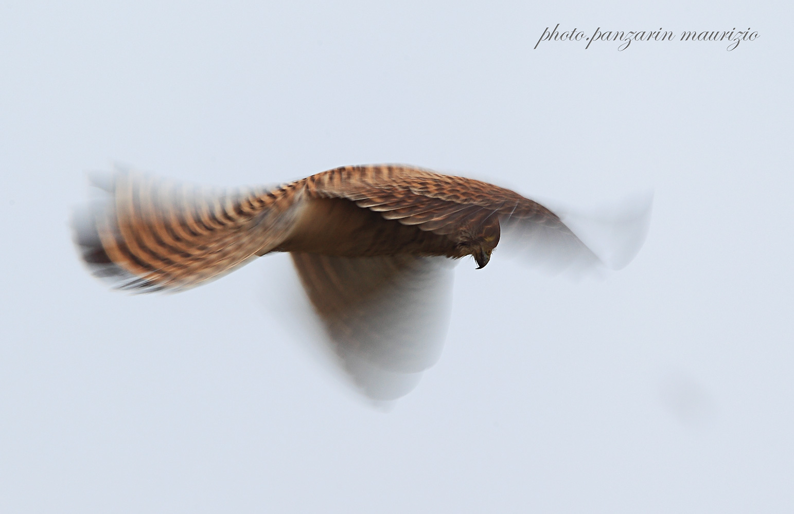 gheppio  durante lo spirito santo