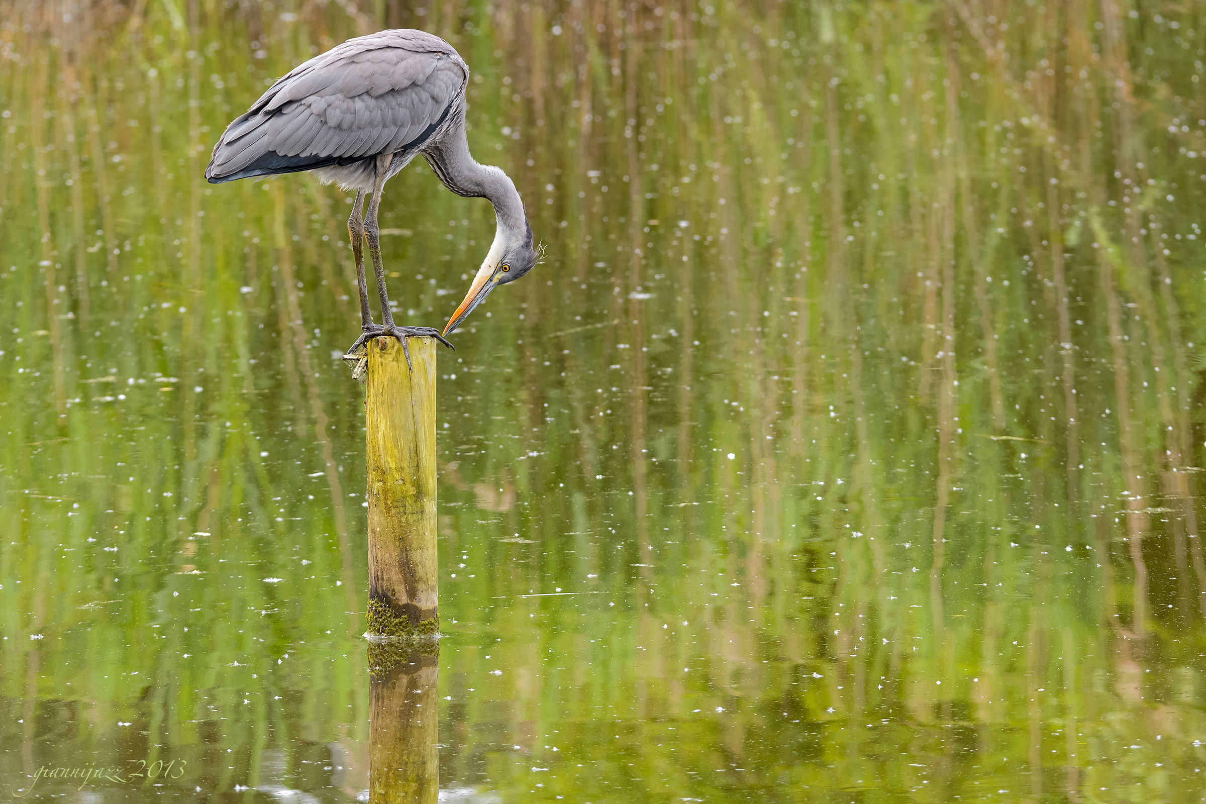 che ci faccio io qui ?