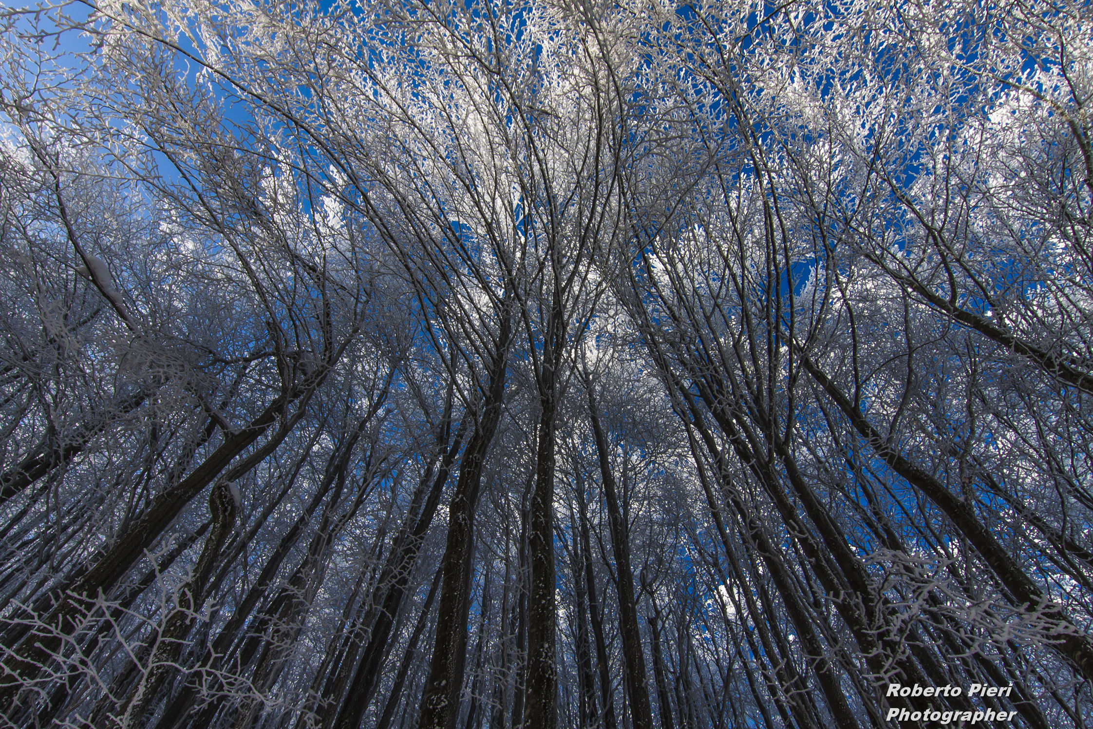 trees towards the 'high