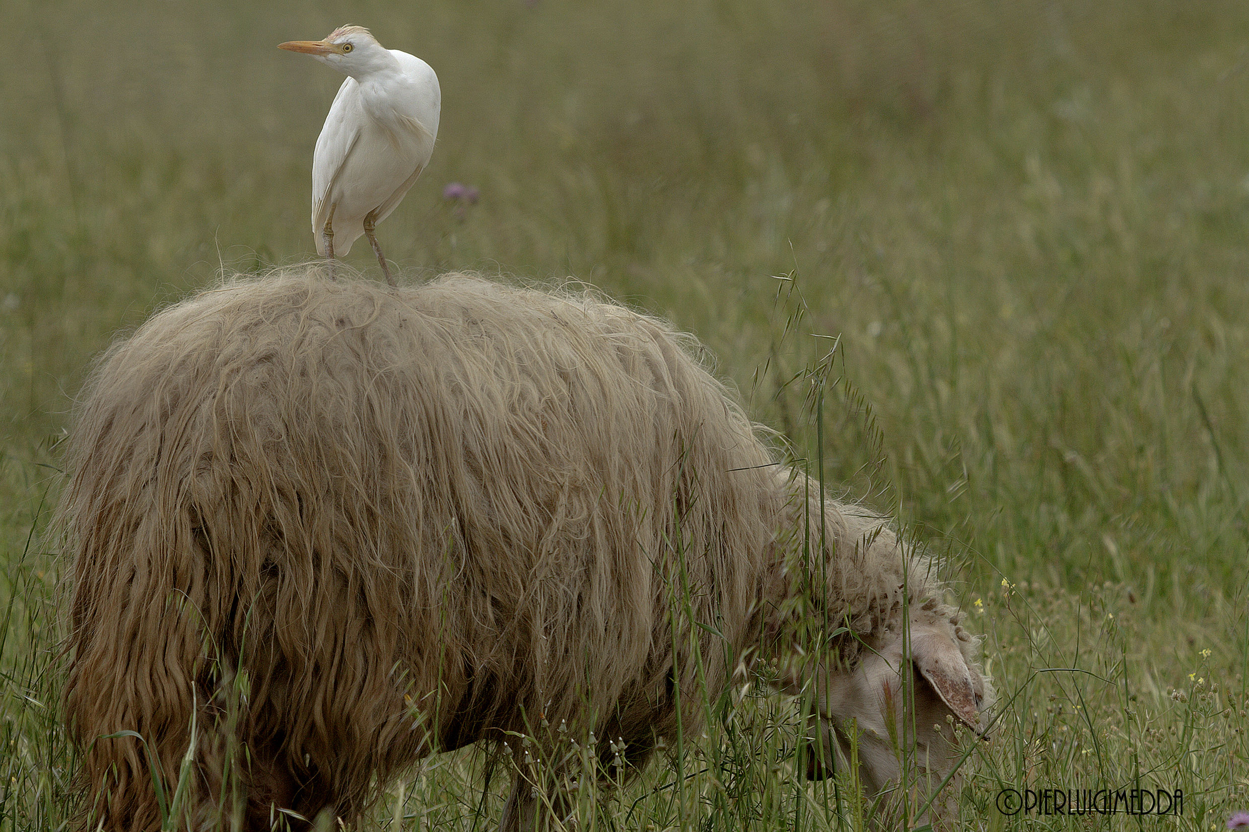 Airone guardabuoi  Bubulcus ibis