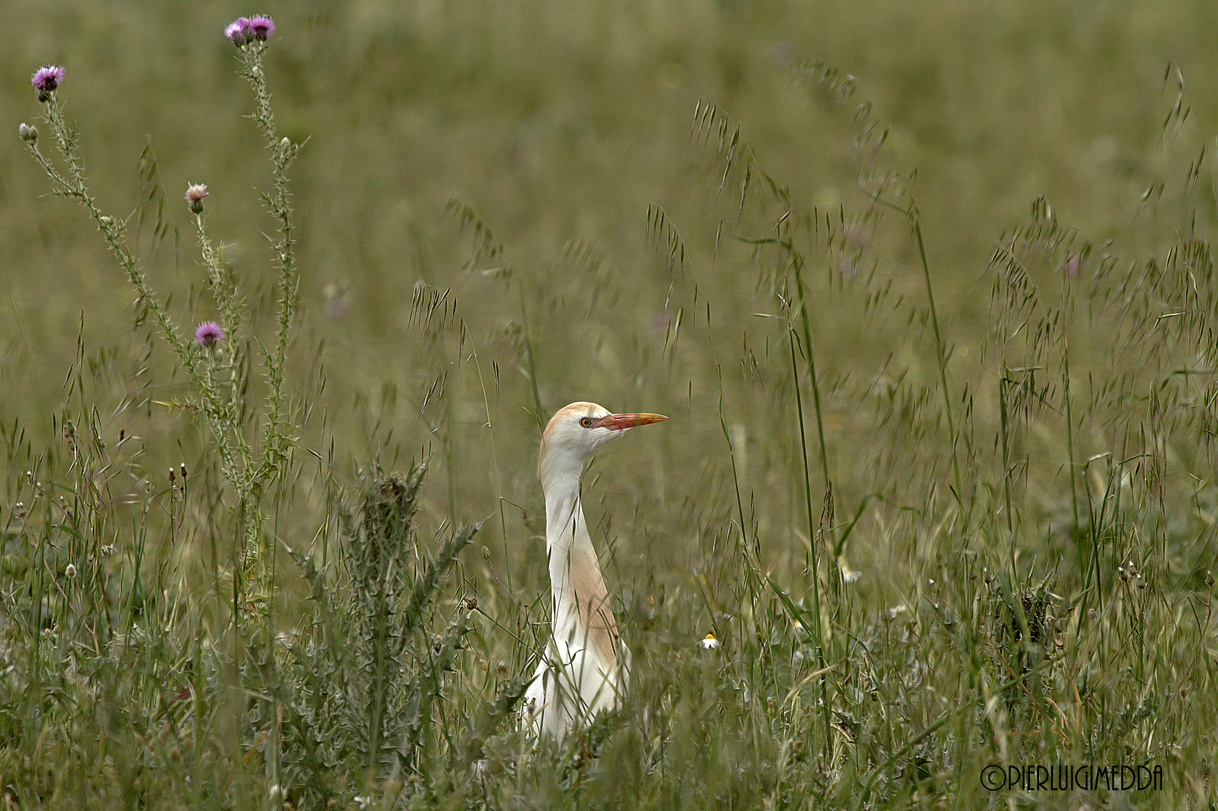 Airone guardabuoi Bubulcus ibis