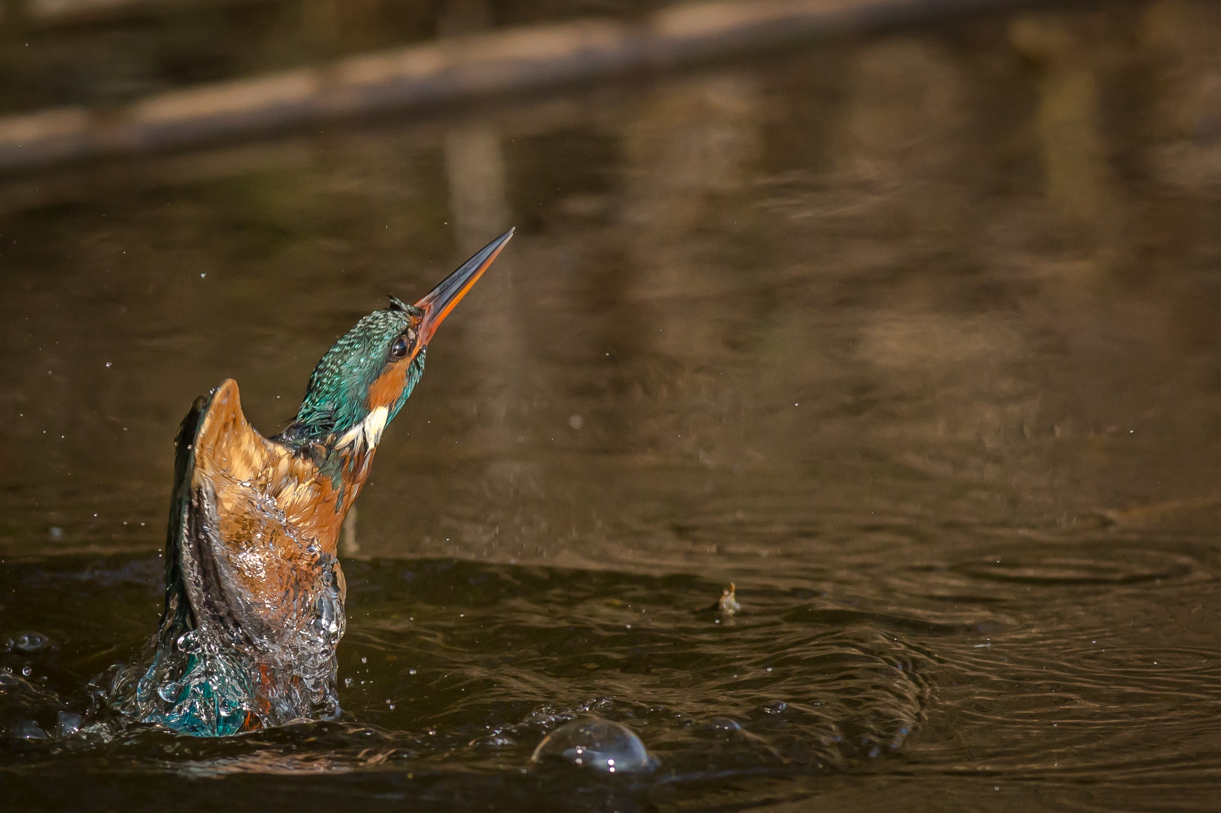 Rise up from the water!
