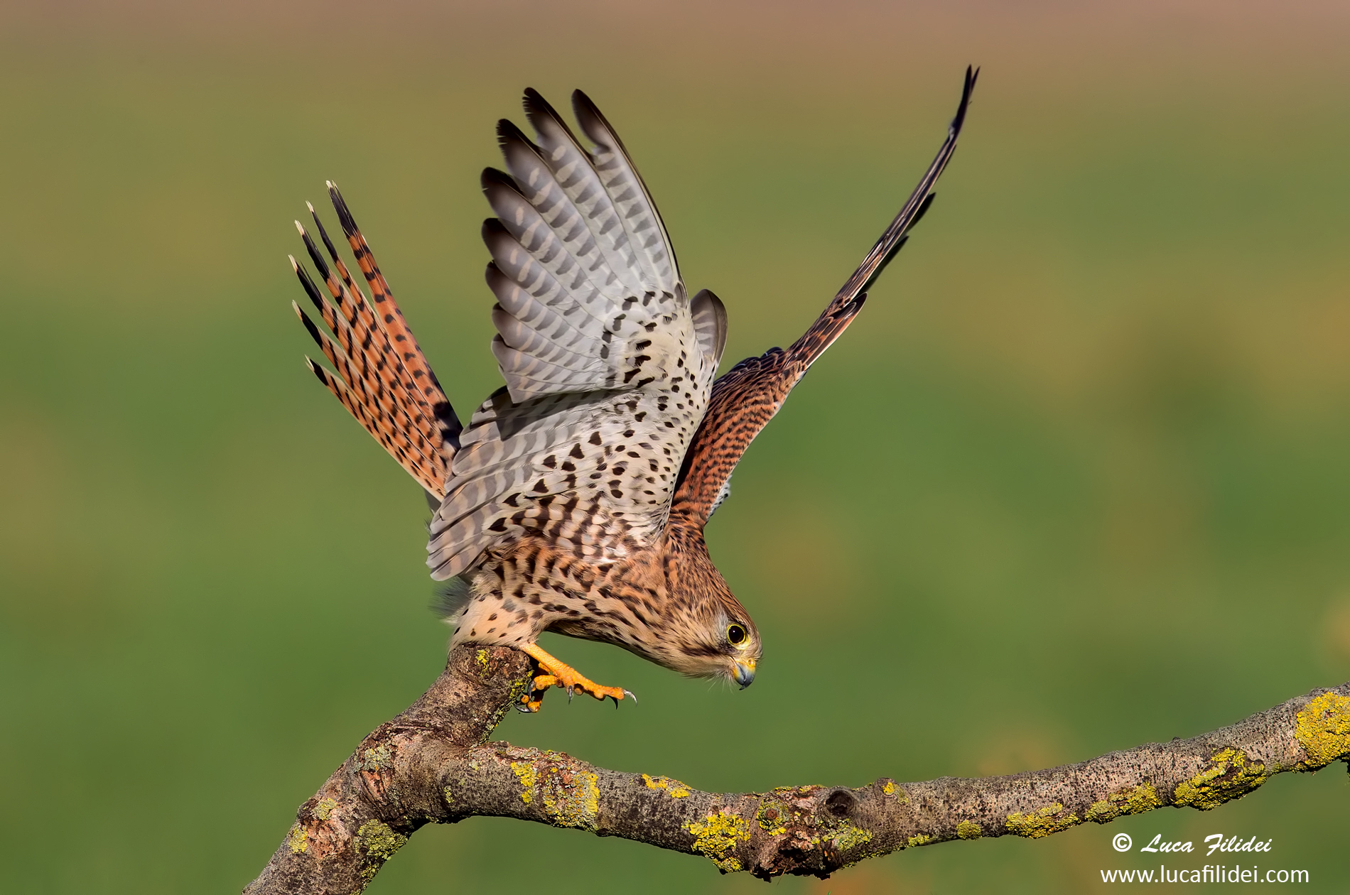 Kestrel
