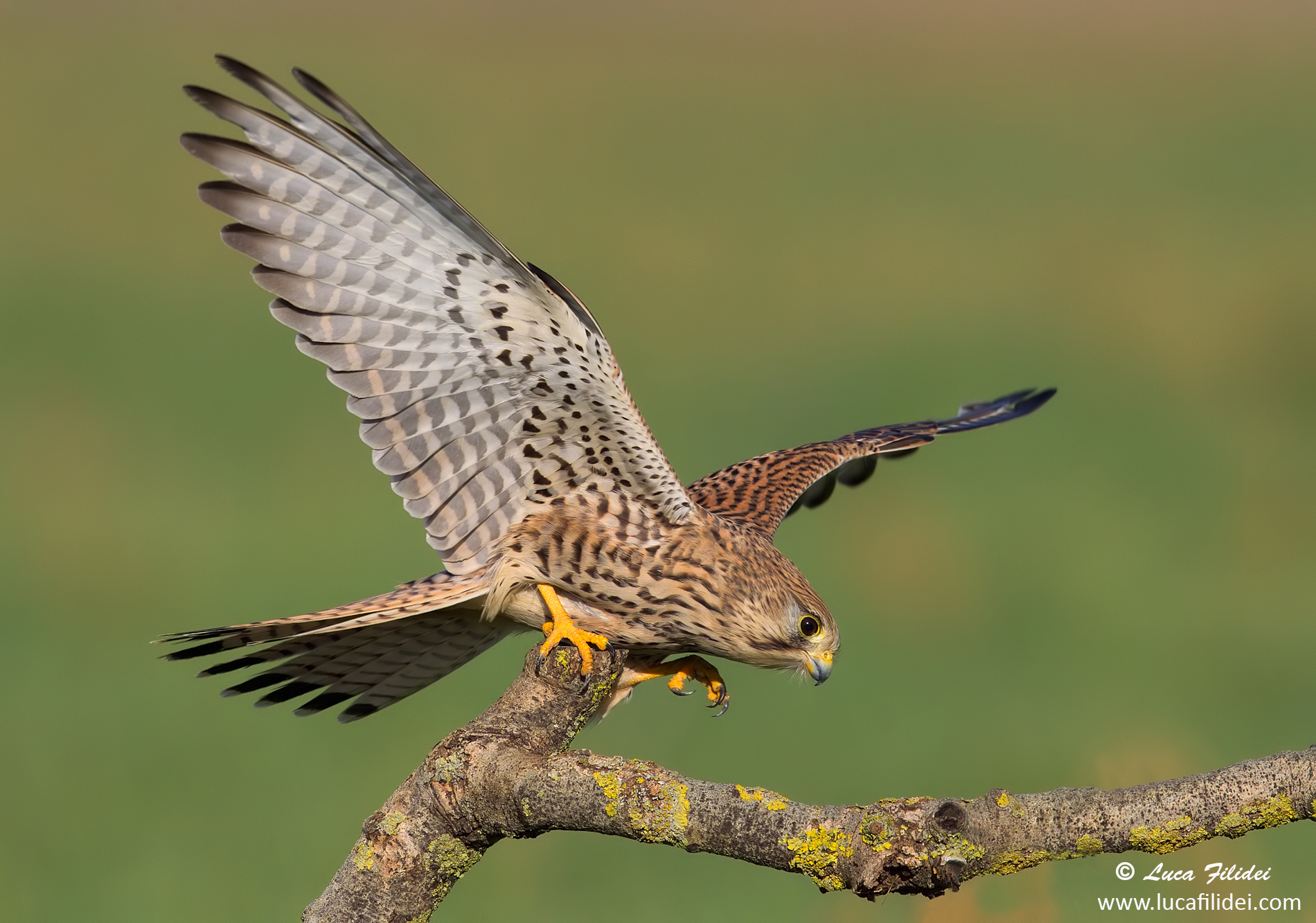 Kestrel