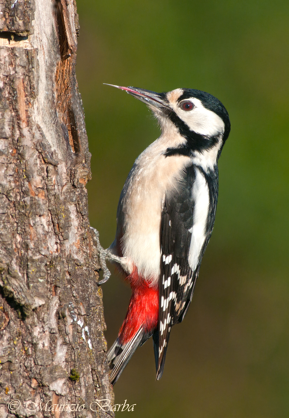 Woodpecker
