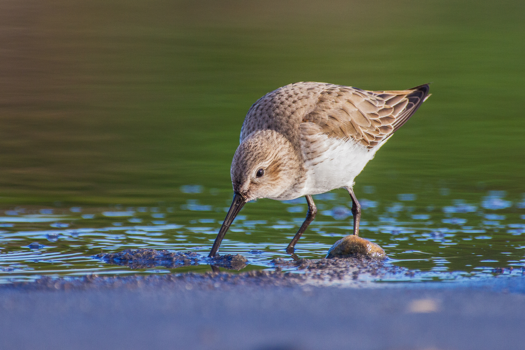 Sandpiper