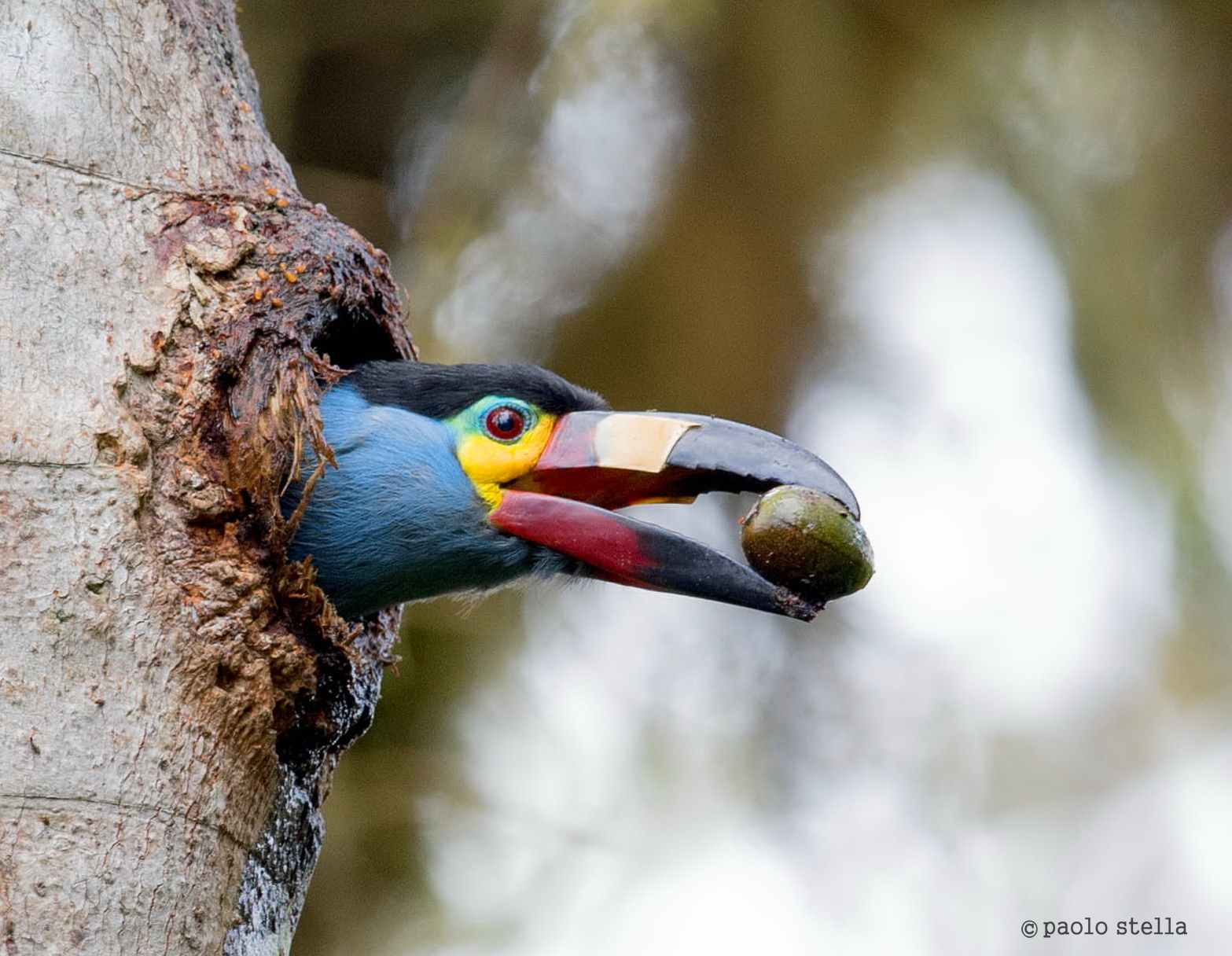 Plate-billed Mountain Toucan (Andigena laminirostris)