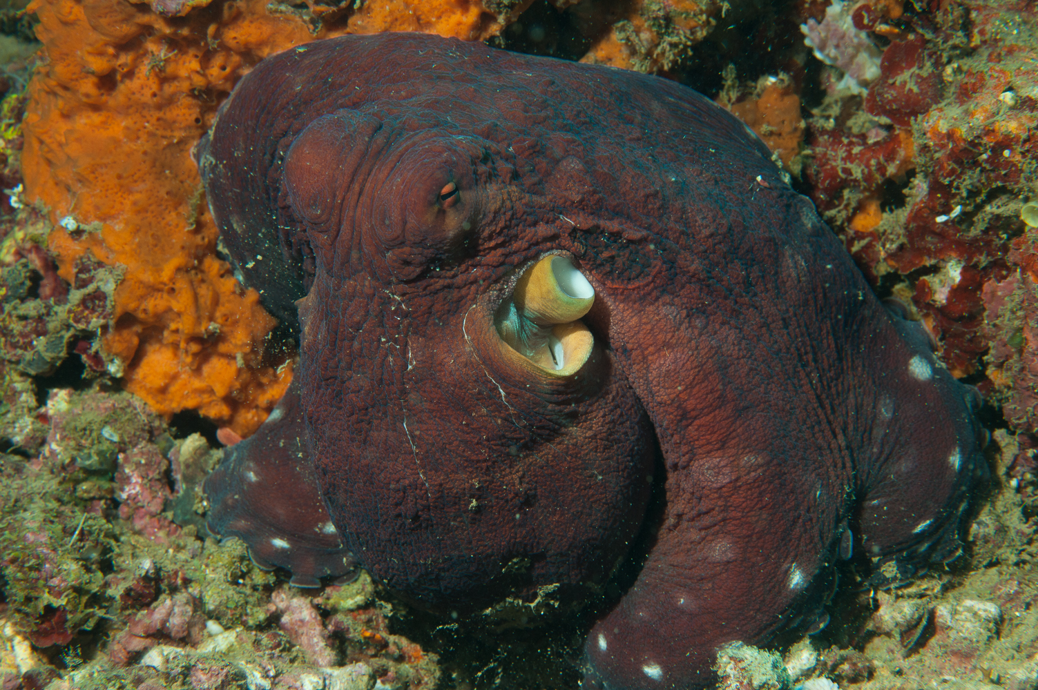 octopus vulgaris