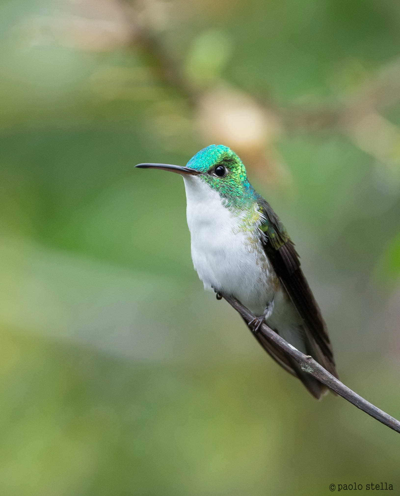 Andean Emerald (France, and Amazilia)