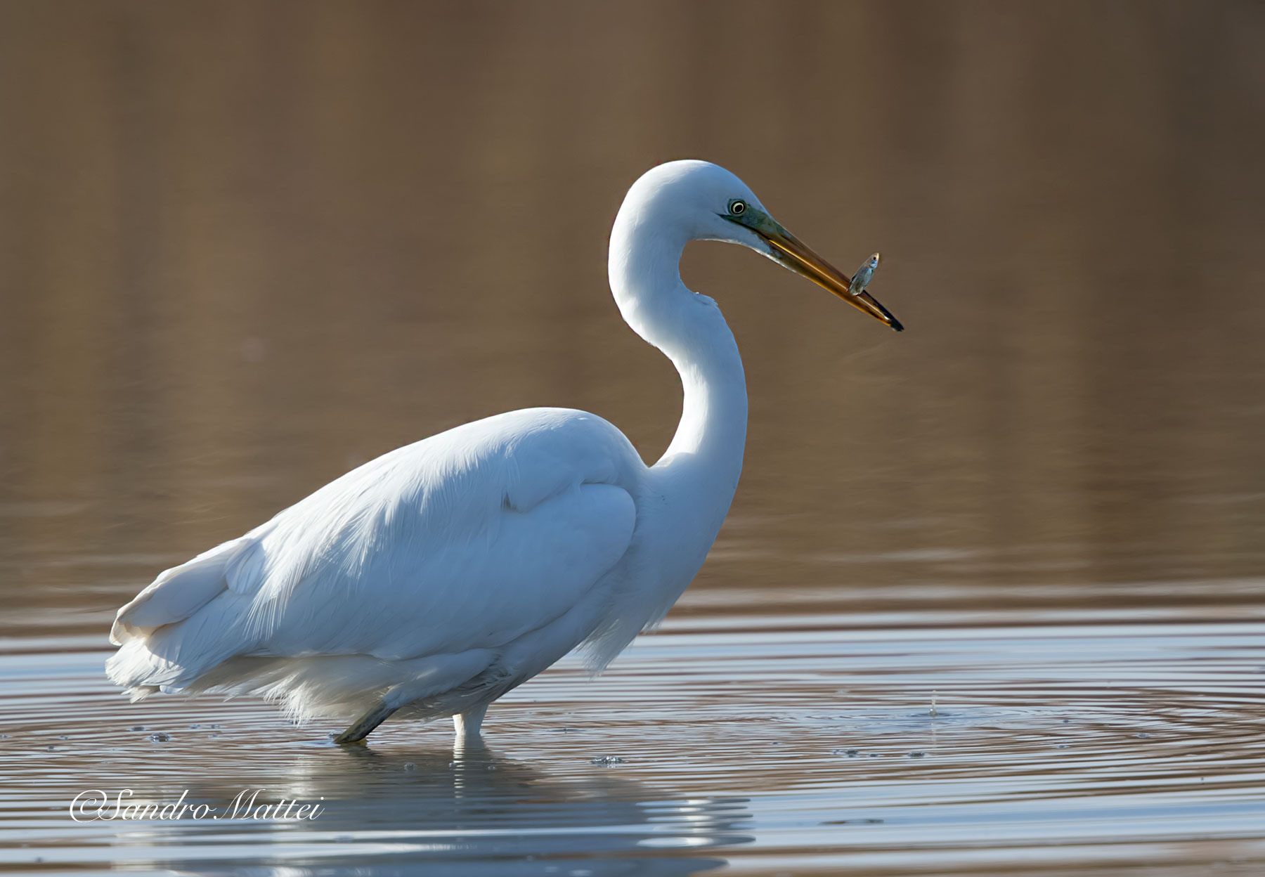Buon appetito........!!!!!!!!