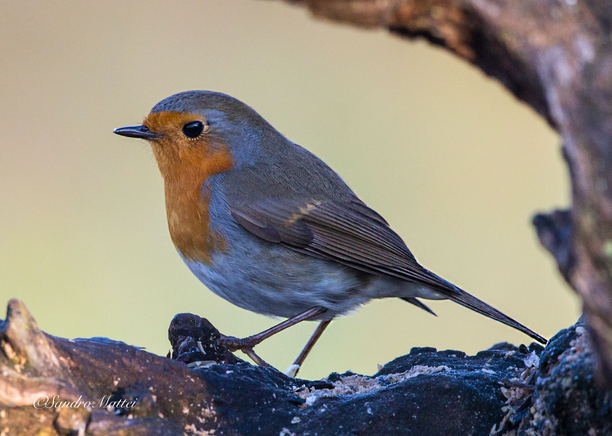 .. My first robin ....