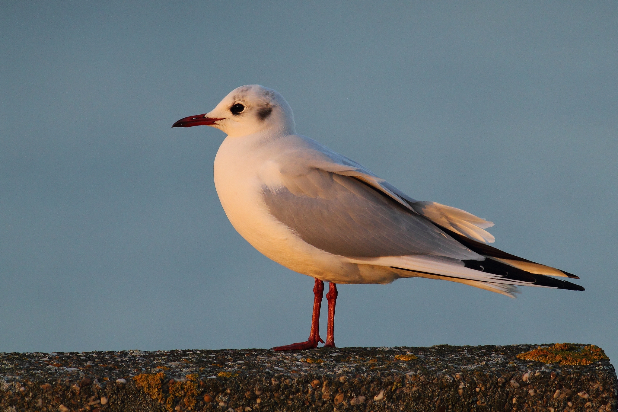 Black-headed Gull at dawn