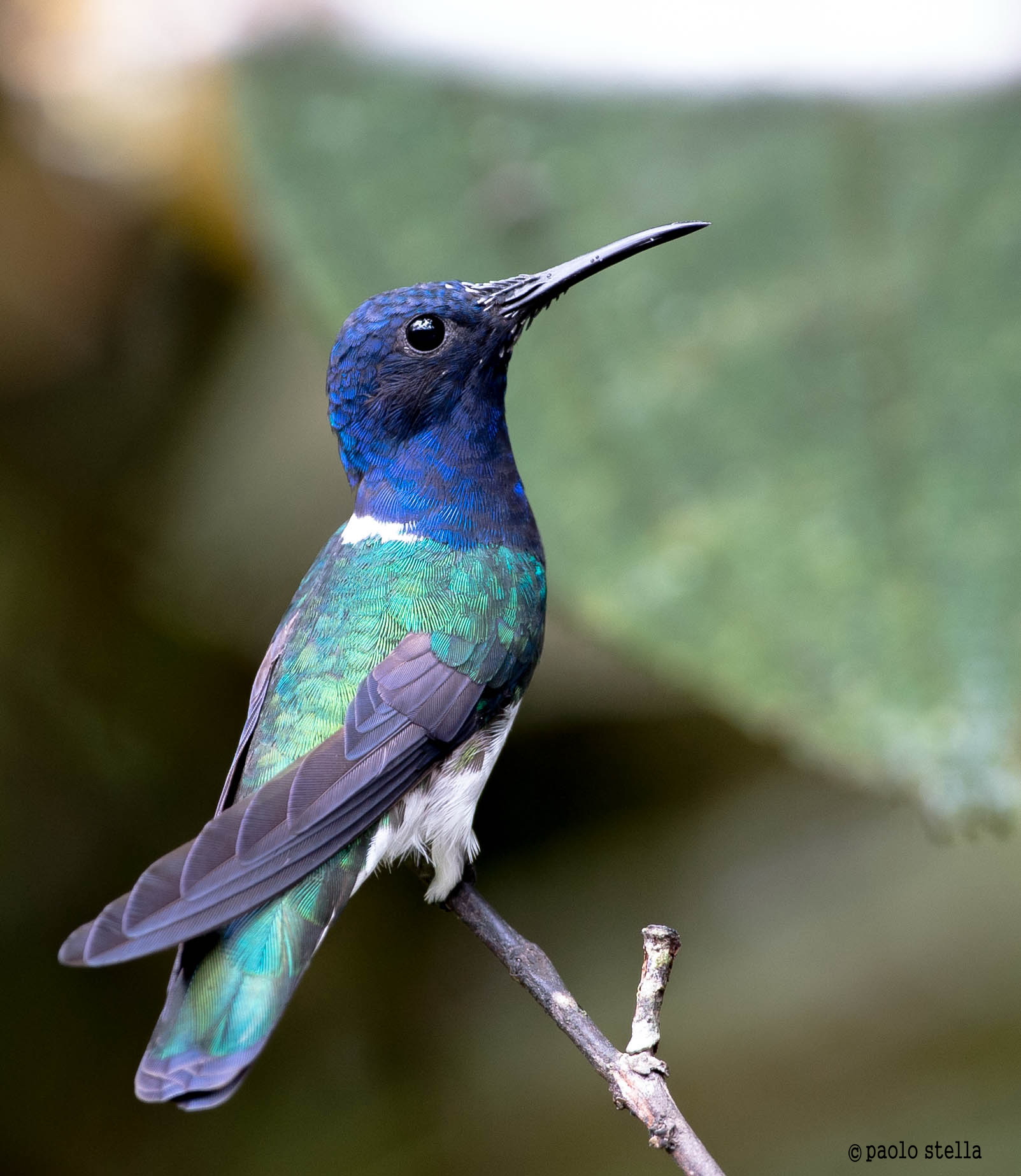 White-necked Jacobin