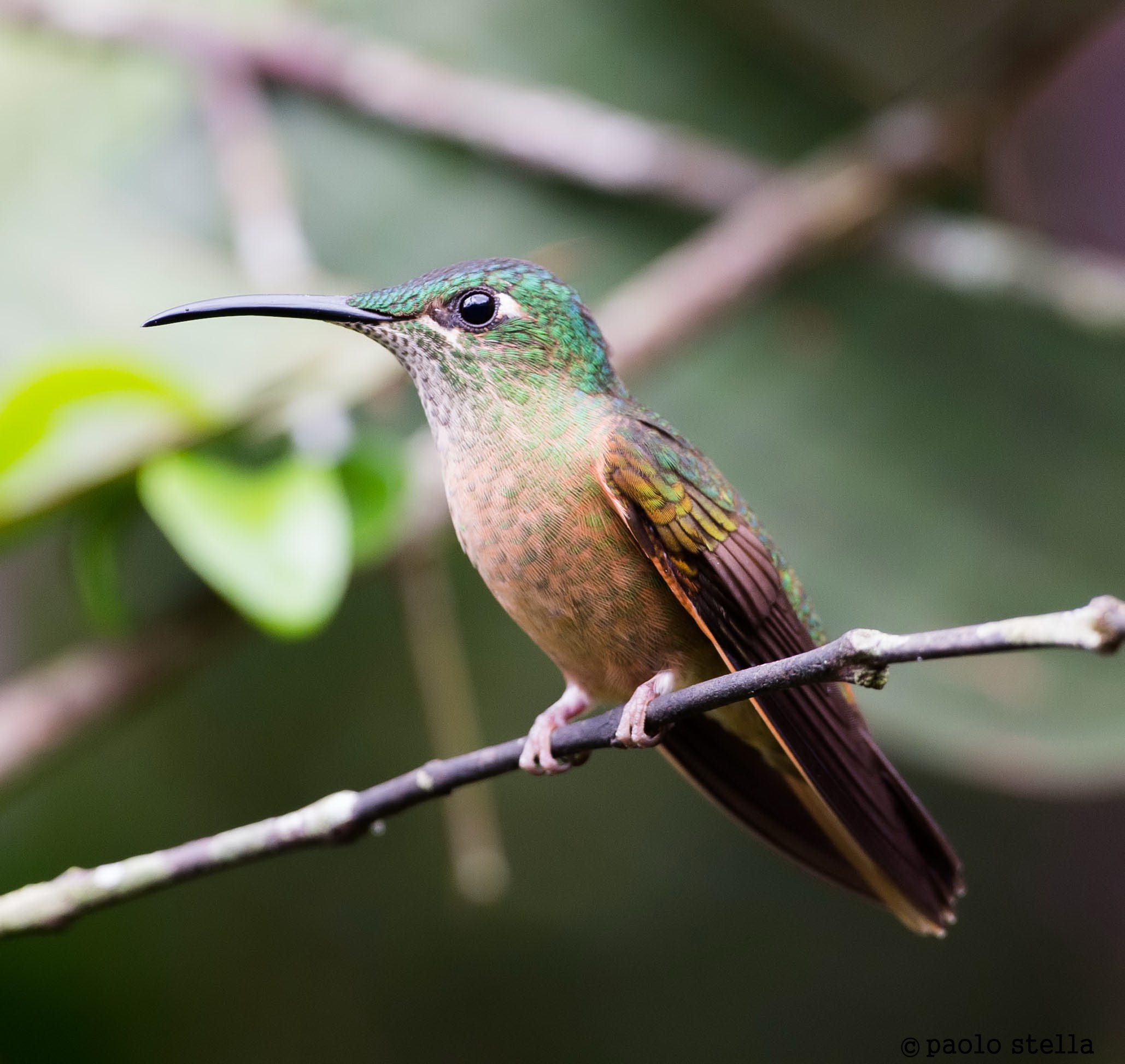 Fawn-breasted Brilliant