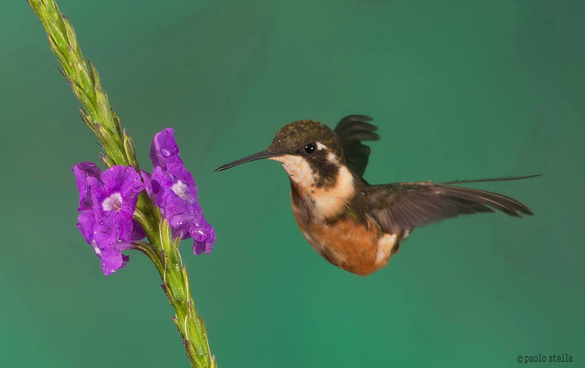 Purple-throated Woodstar