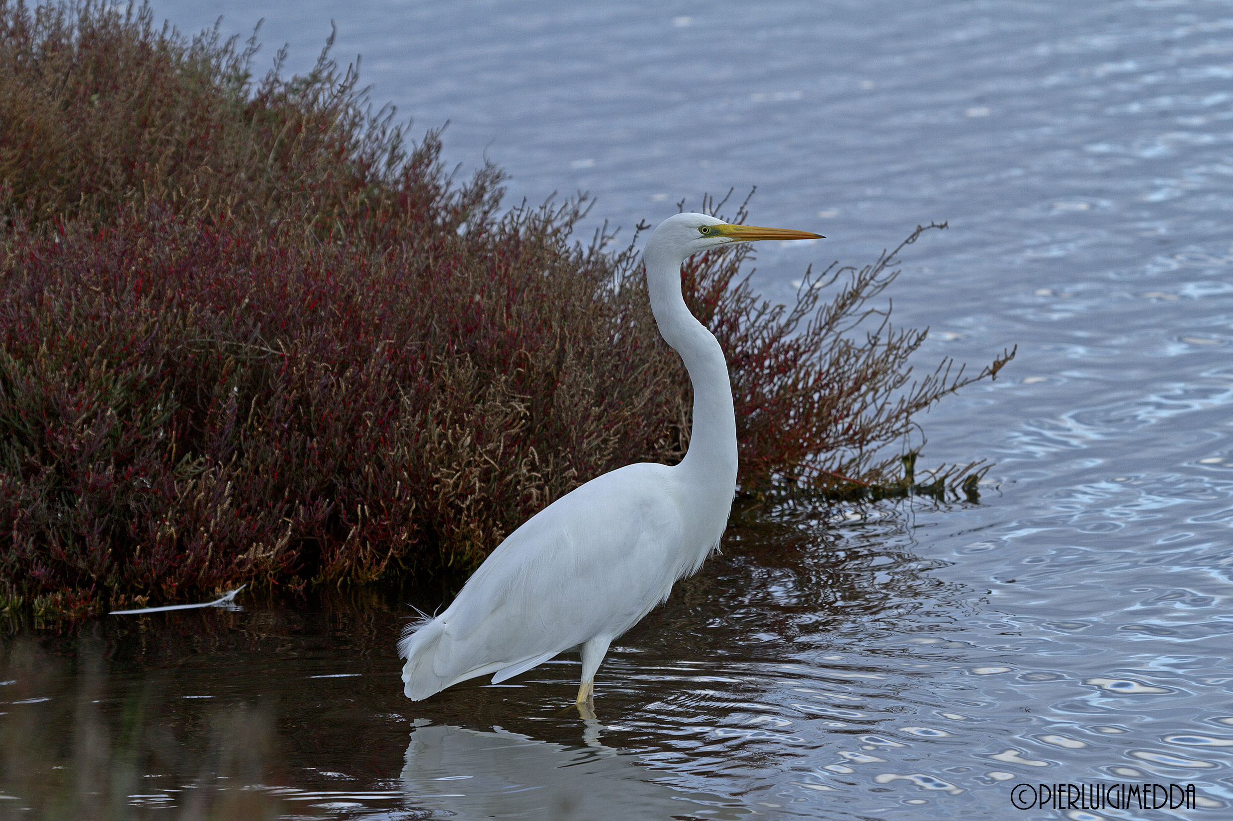Airone bianco maggiore