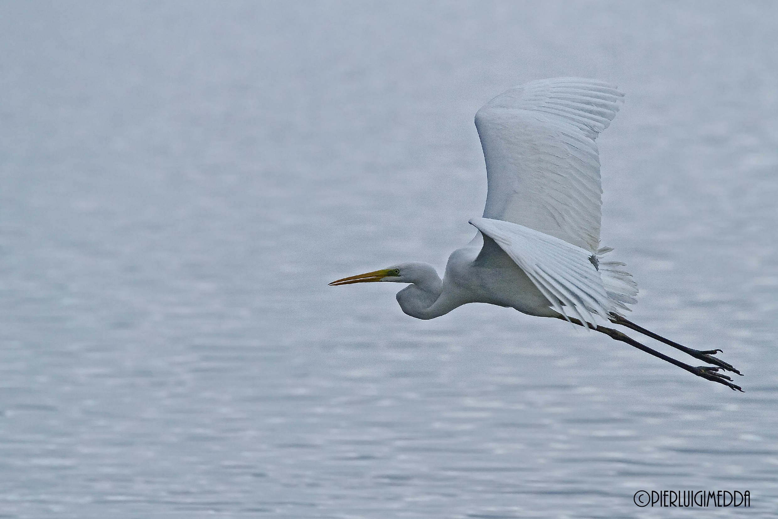Airone bianco maggiore