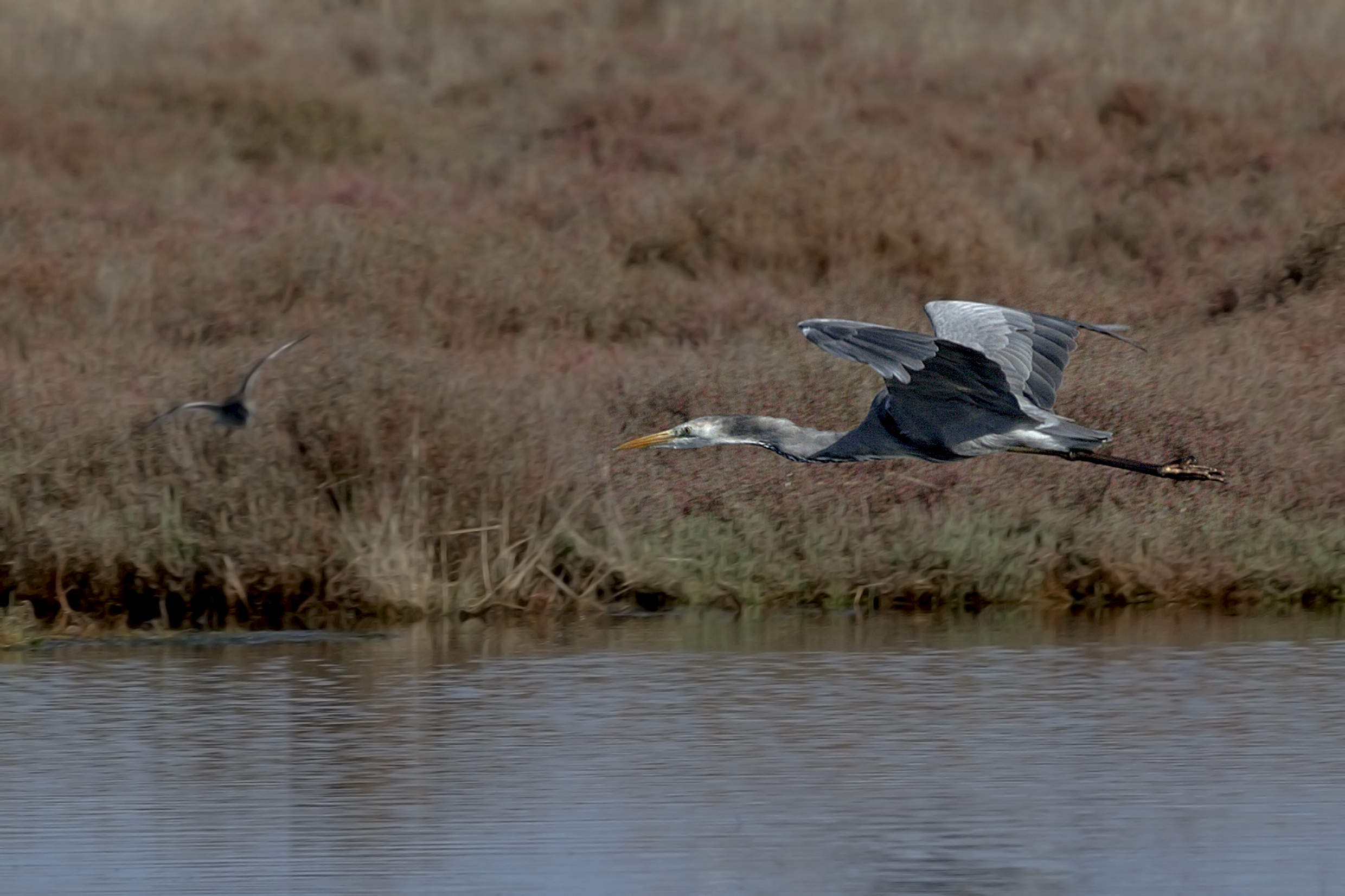 Ibrido tra cenerino e bianco maggiore?