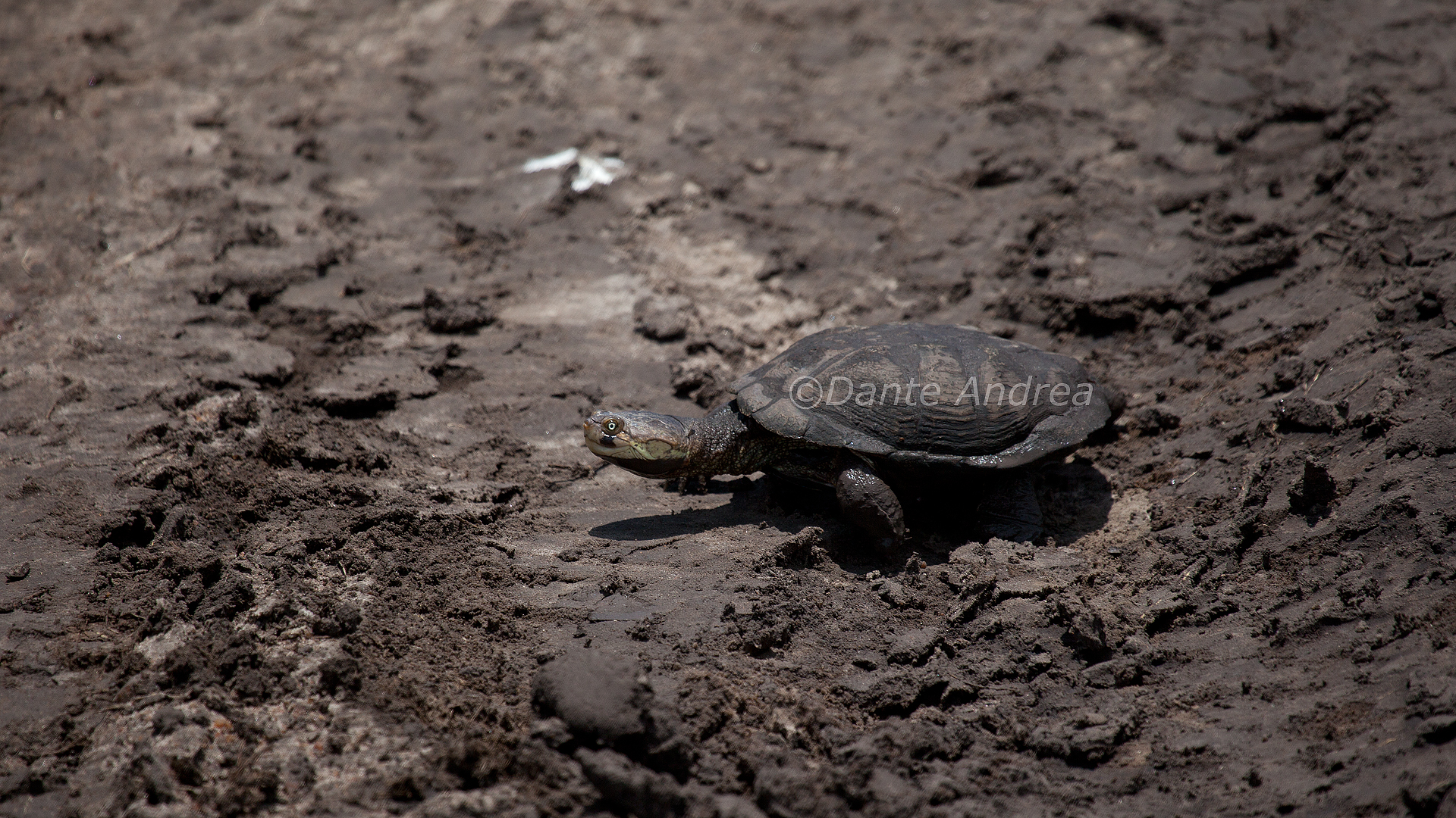 Attaversamento a rischio